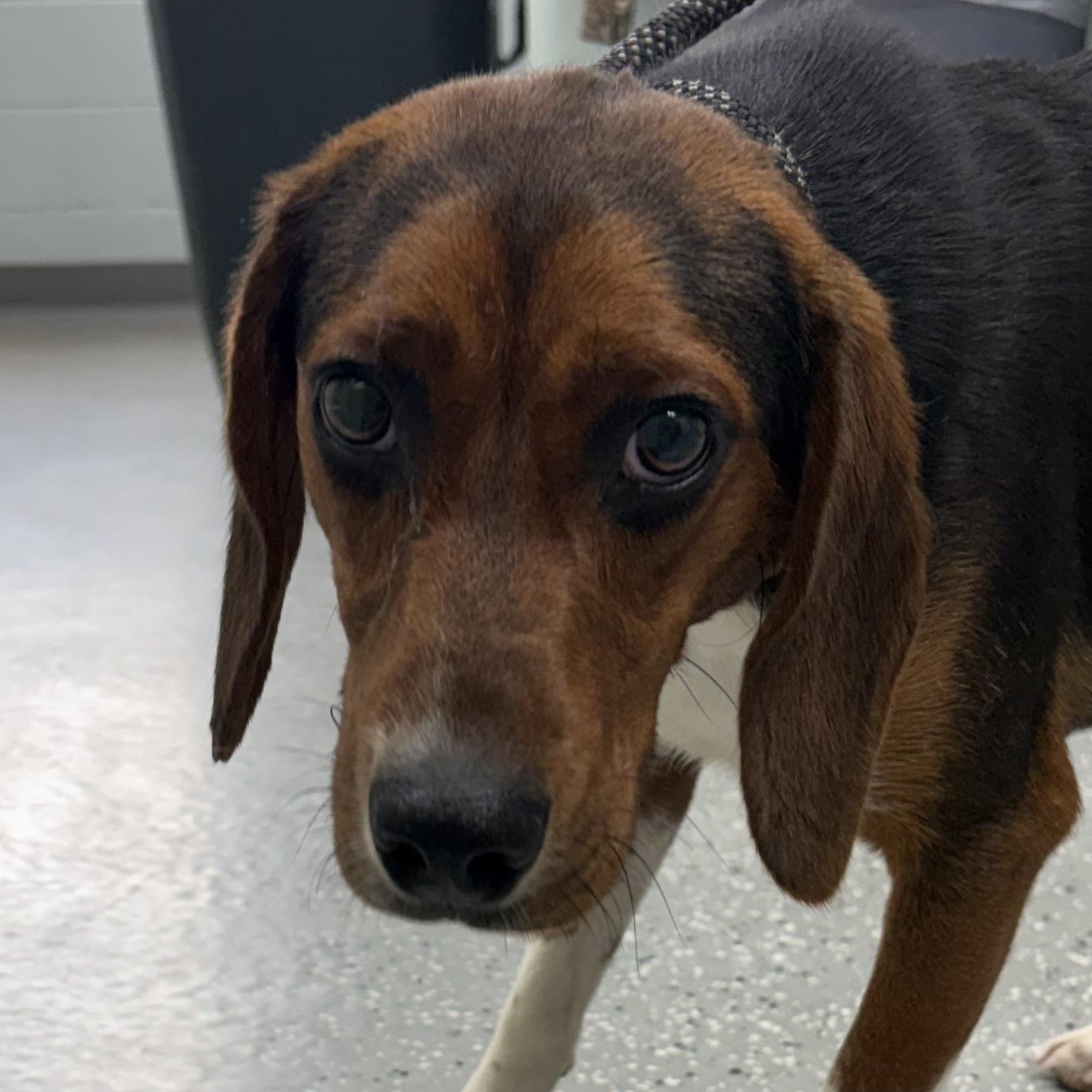 Spin, a ADOPTABLE mixed breed in Bardstown, KY image 5/6