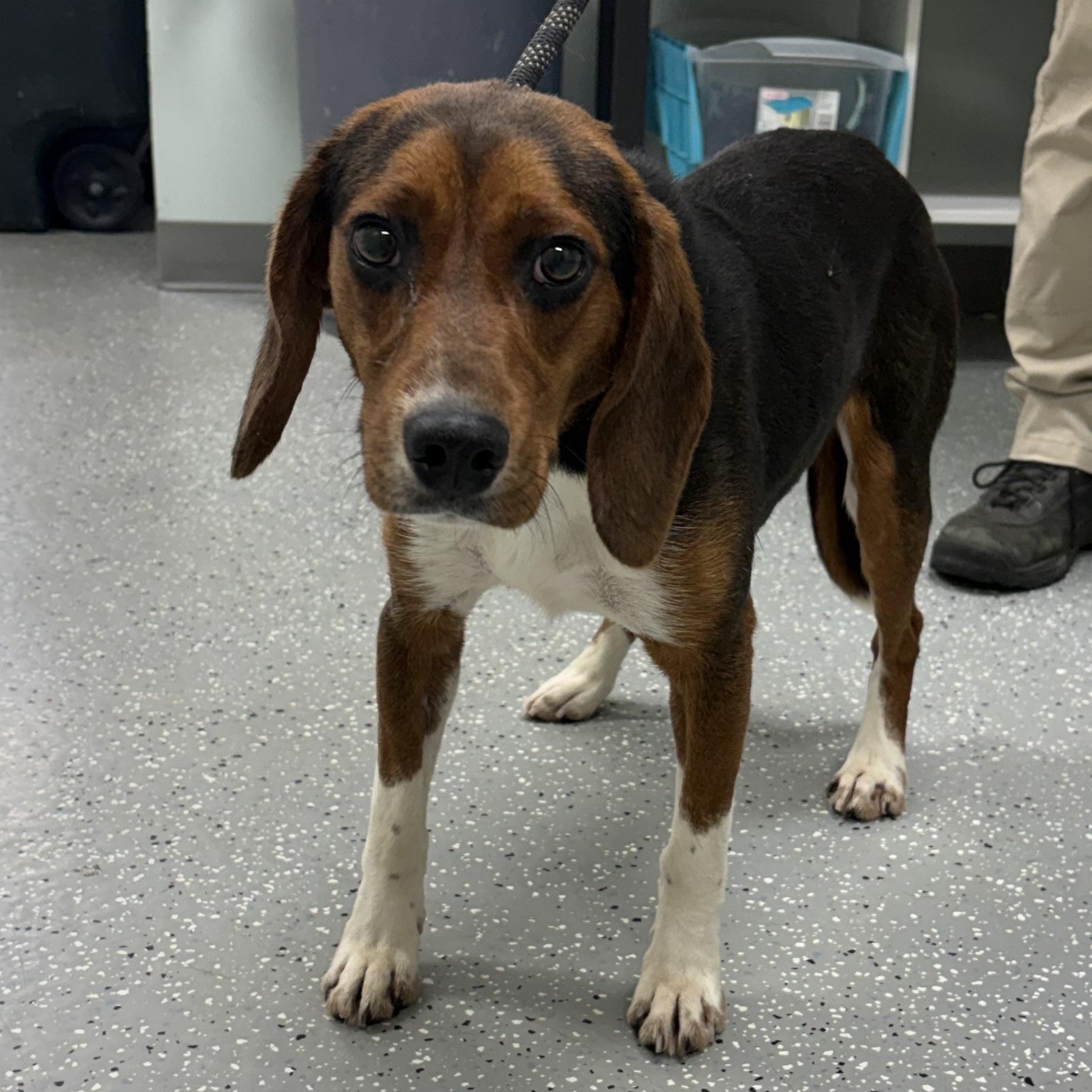 Spin, ADOPTABLE, Young Male Beagle.