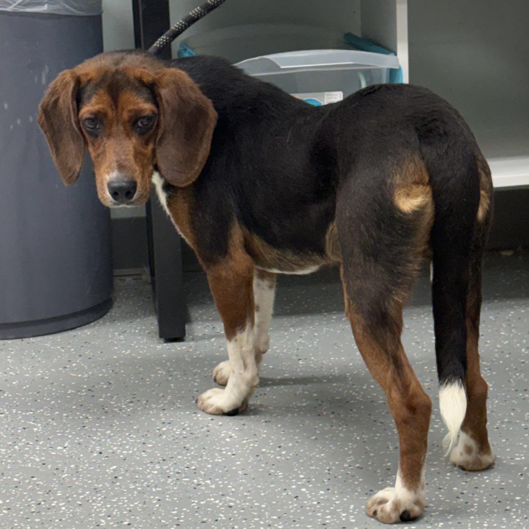 Spin, a ADOPTABLE mixed breed in Bardstown, KY image 3/6