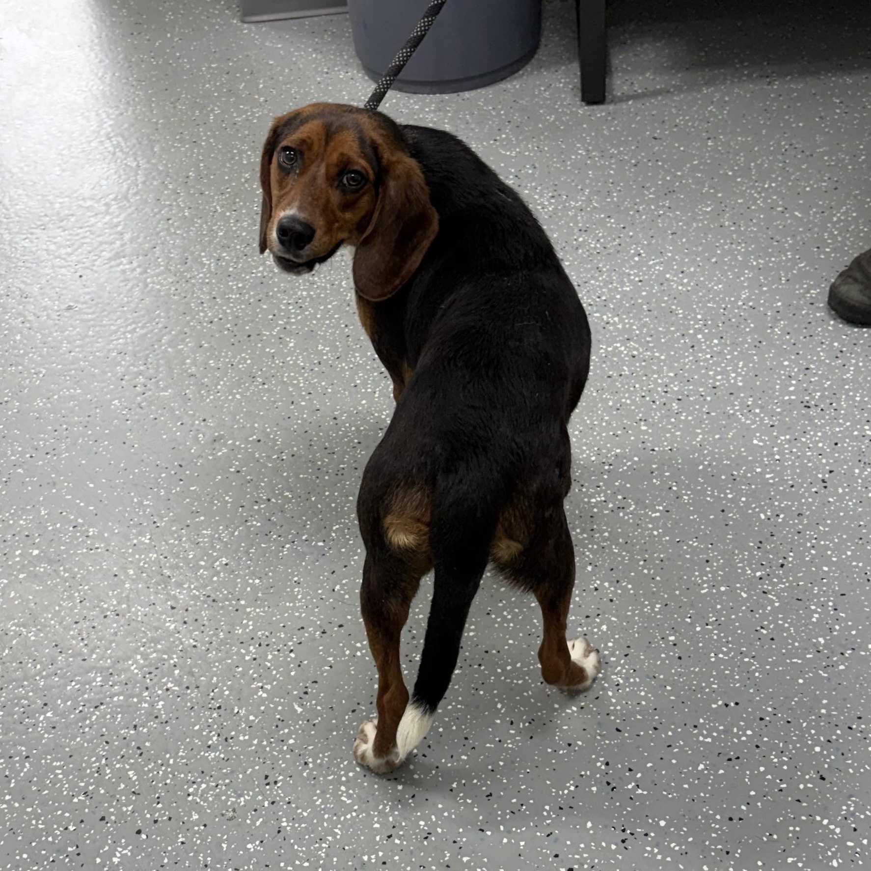 Spin, a ADOPTABLE mixed breed in Bardstown, KY image 6/6