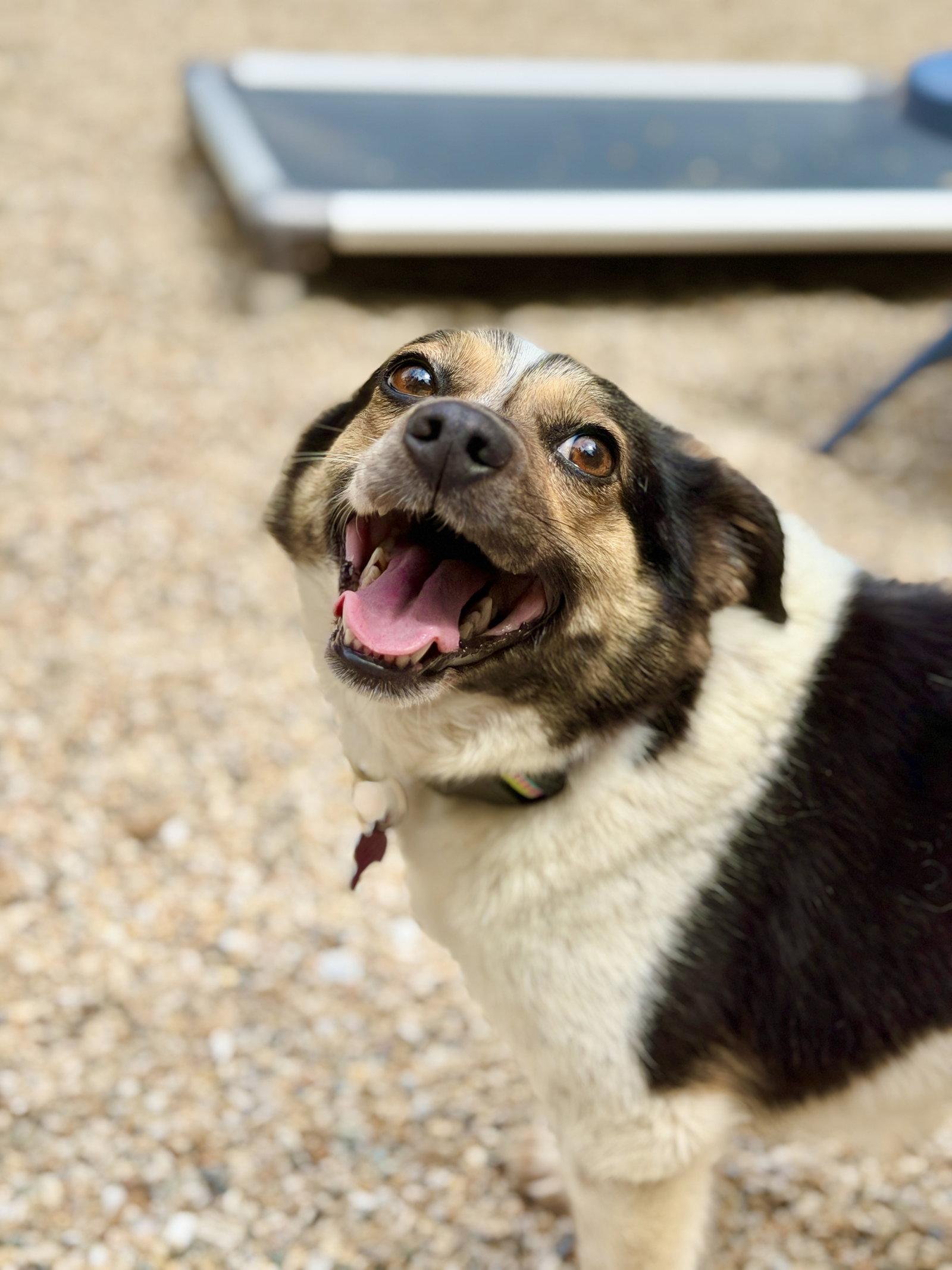 Molly, Adopted, Senior Female Australian Shepherd & Beagle.
