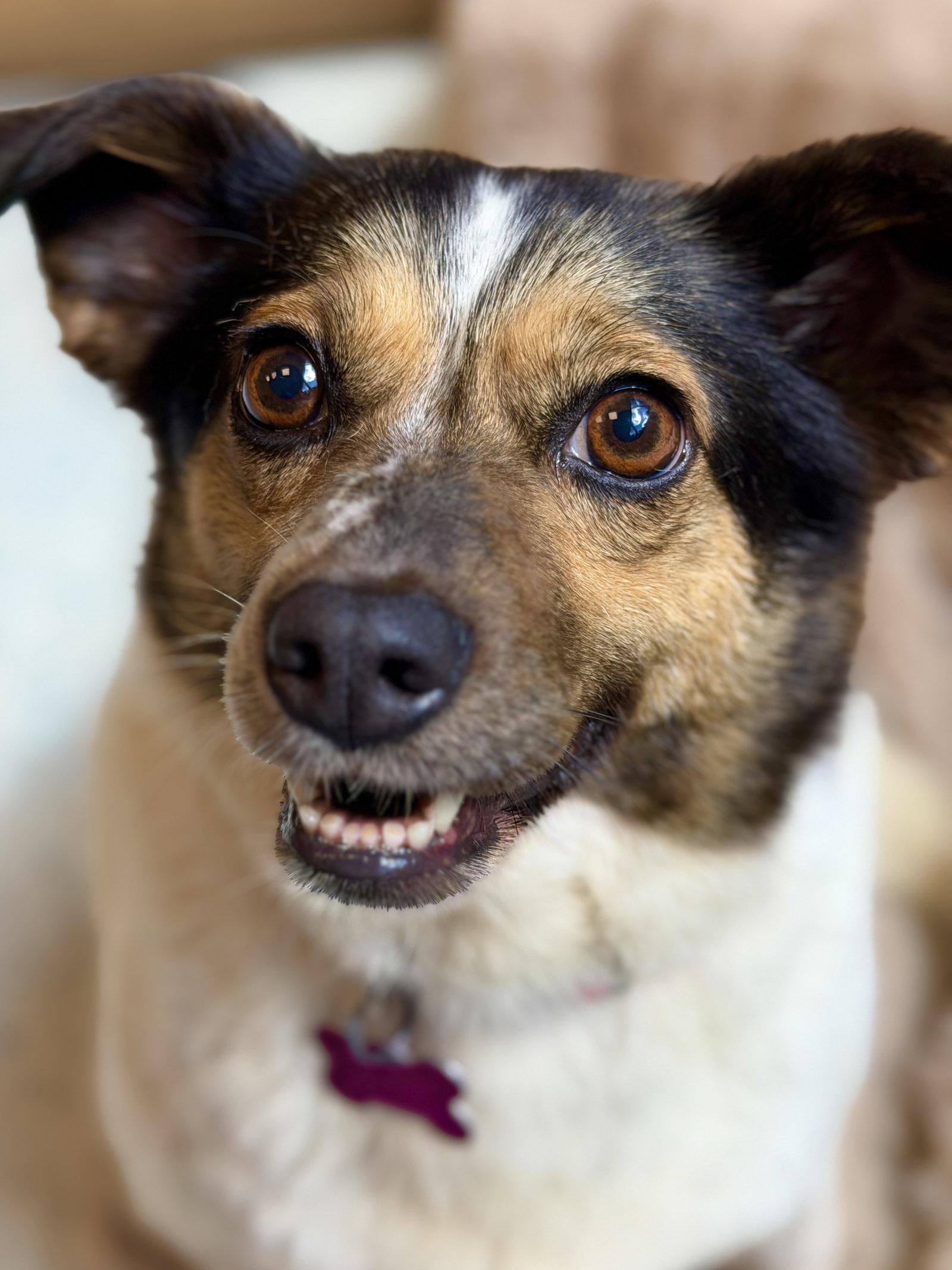 Enlarge Molly, a Adopted mixed breed in West Cornwall, CT image 2/3