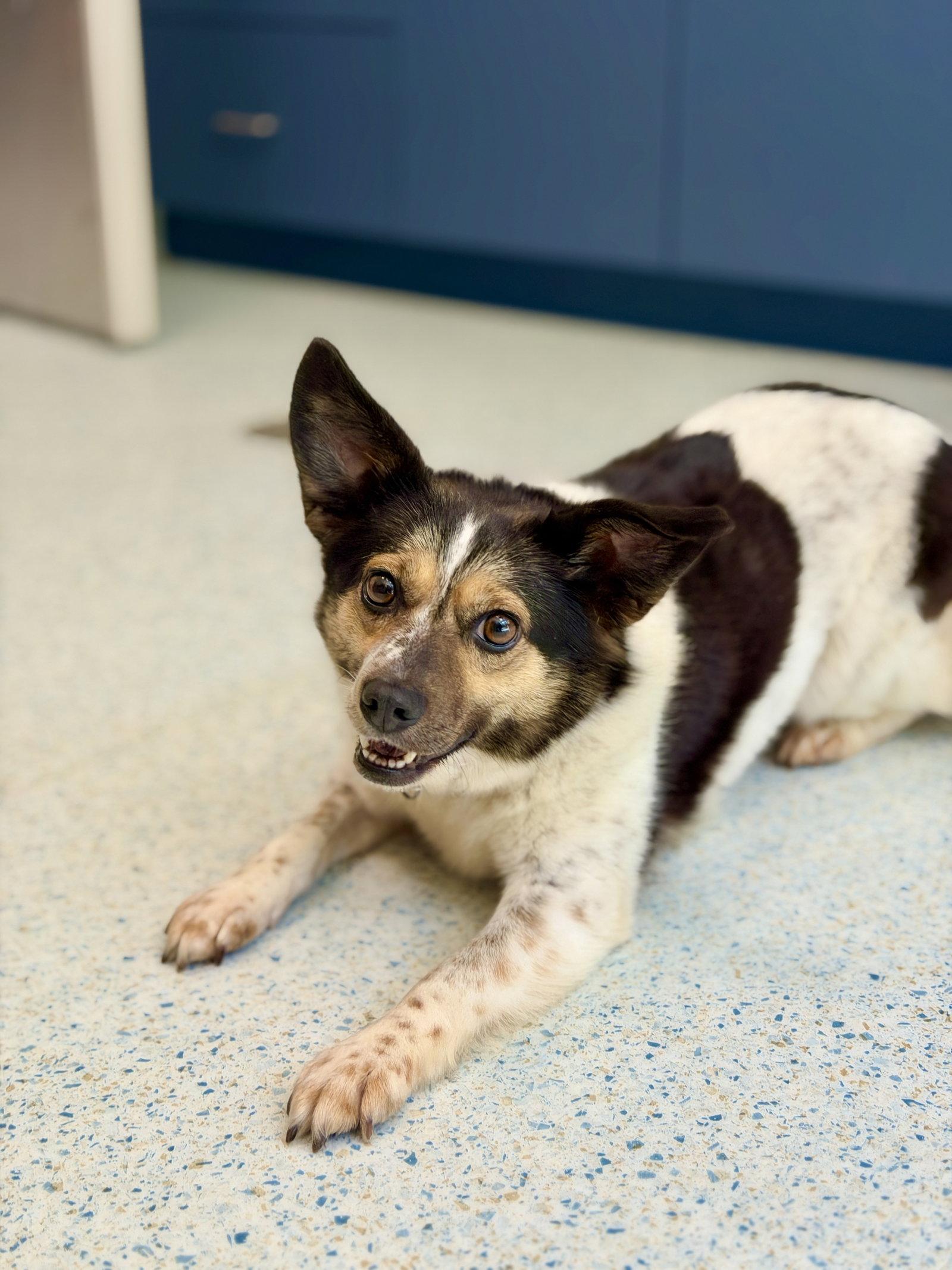 Enlarge Molly, a Adopted mixed breed in West Cornwall, CT image 3/3
