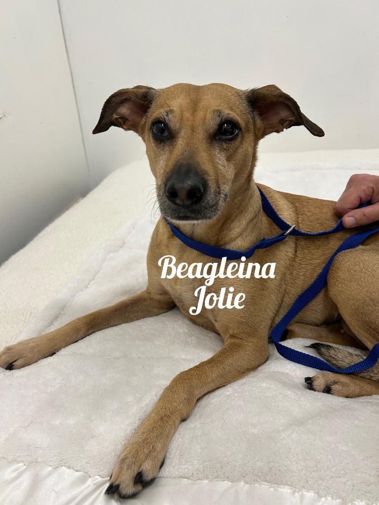 beagleina Jolie, Adoptable, Adult Female Beagle.