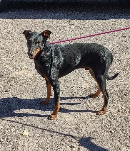 Enlarge Annagret & Dieter, a Adoptable mixed breed in Golden Valley, AZ image 1/4