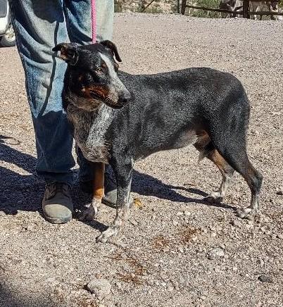 Enlarge Annagret & Dieter, a Adoptable mixed breed in Golden Valley, AZ image 2/4