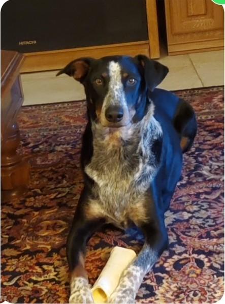 Enlarge Annagret & Dieter, a Adoptable mixed breed in Golden Valley, AZ image 3/4