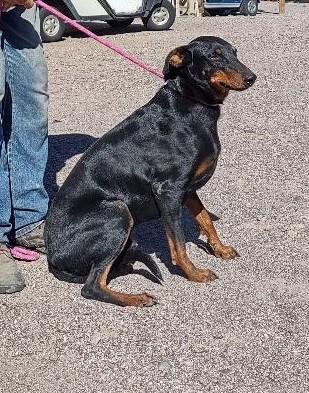 Enlarge Annagret & Dieter, a Adoptable mixed breed in Golden Valley, AZ image 4/4