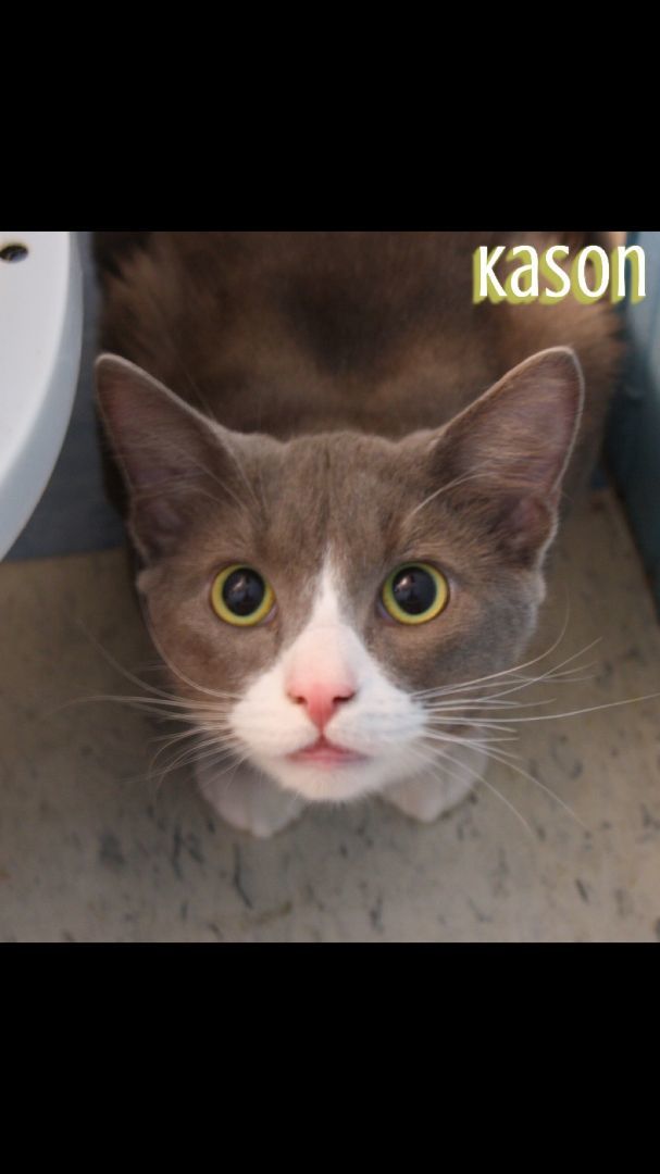 Kason 1