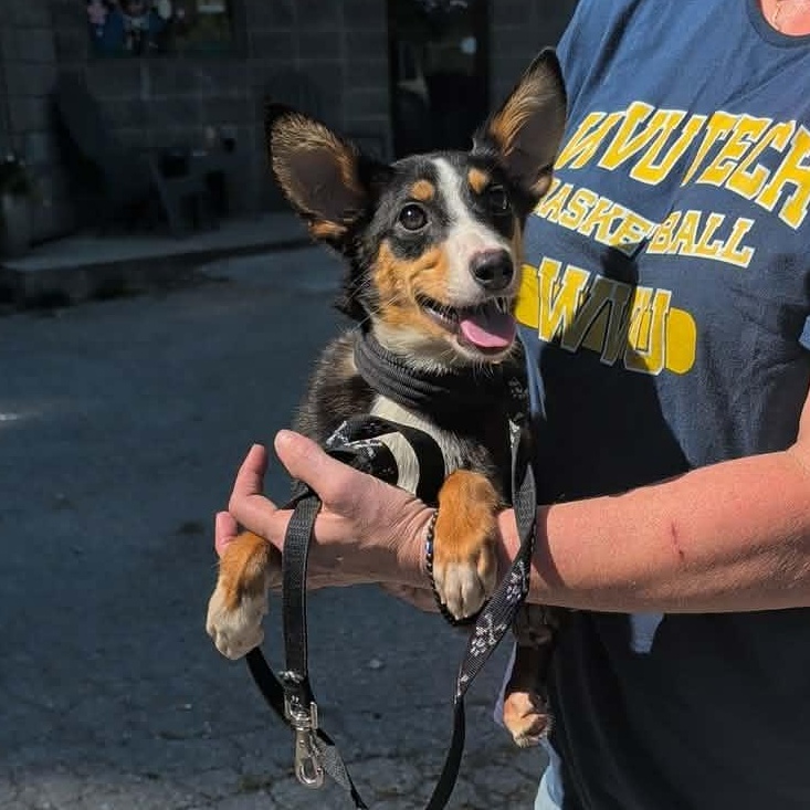 Enlarge Foxy, a Adopted mixed breed in Downers Grove, IL image 2/6
