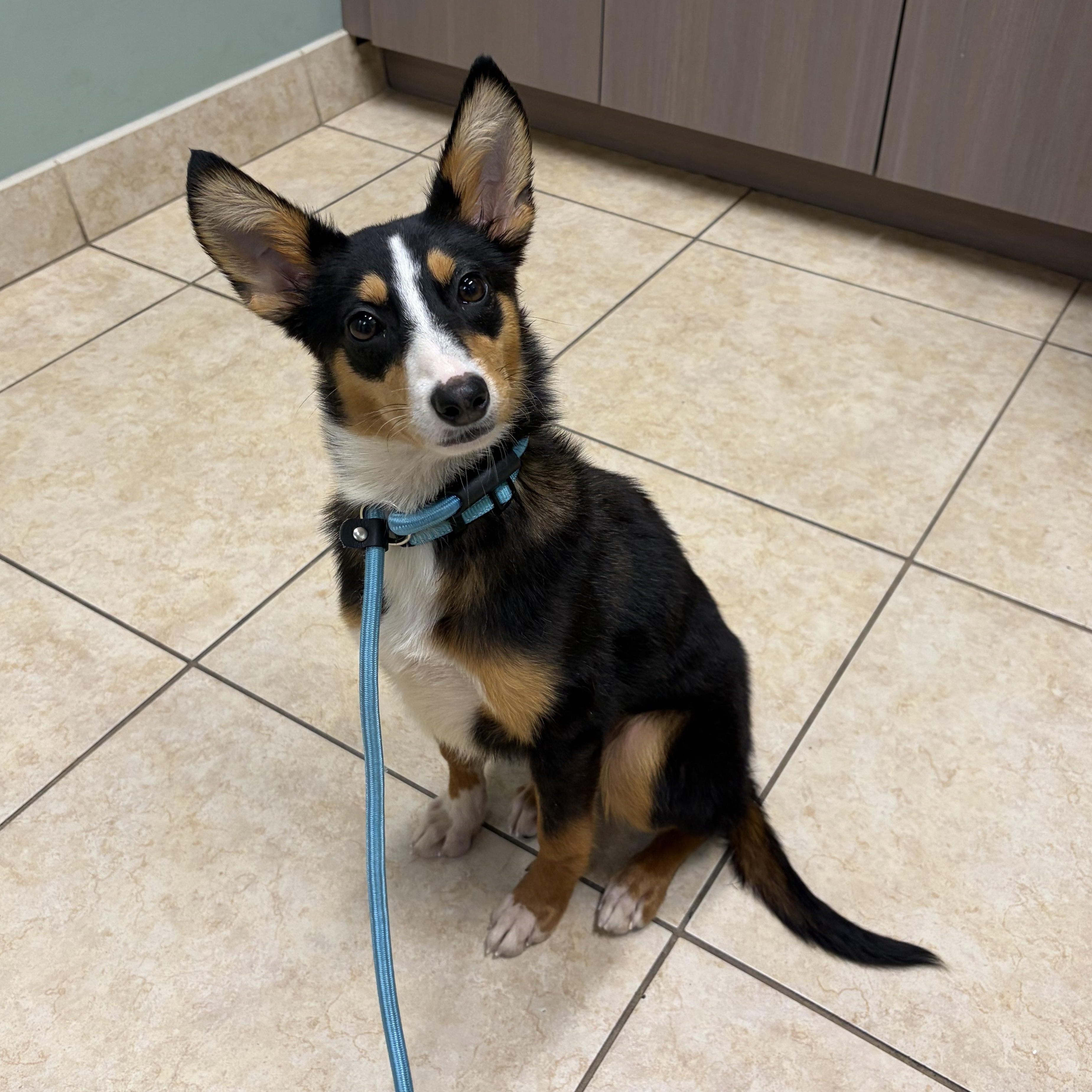 Foxy, Adopted, Young Female Rat Terrier & Australian Shepherd.