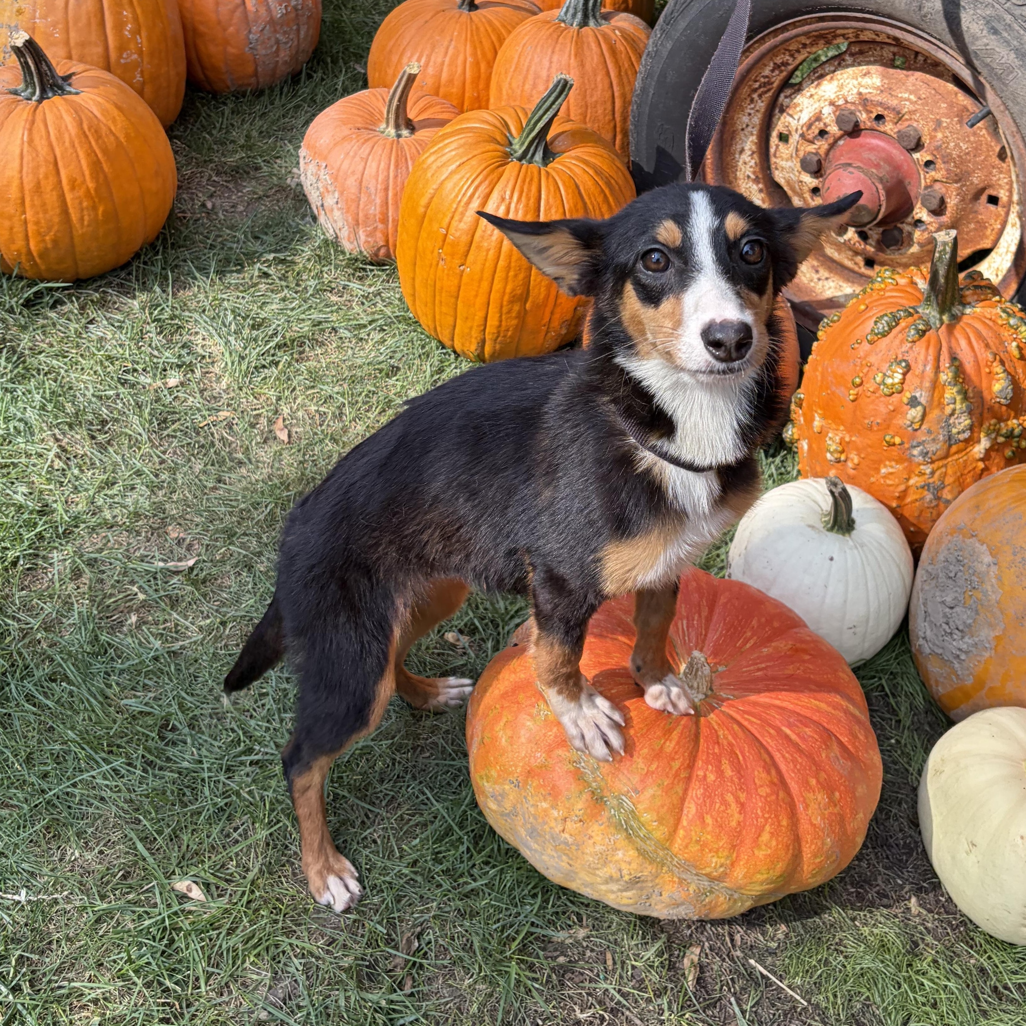 Enlarge Foxy, a Adopted mixed breed in Downers Grove, IL image 5/6
