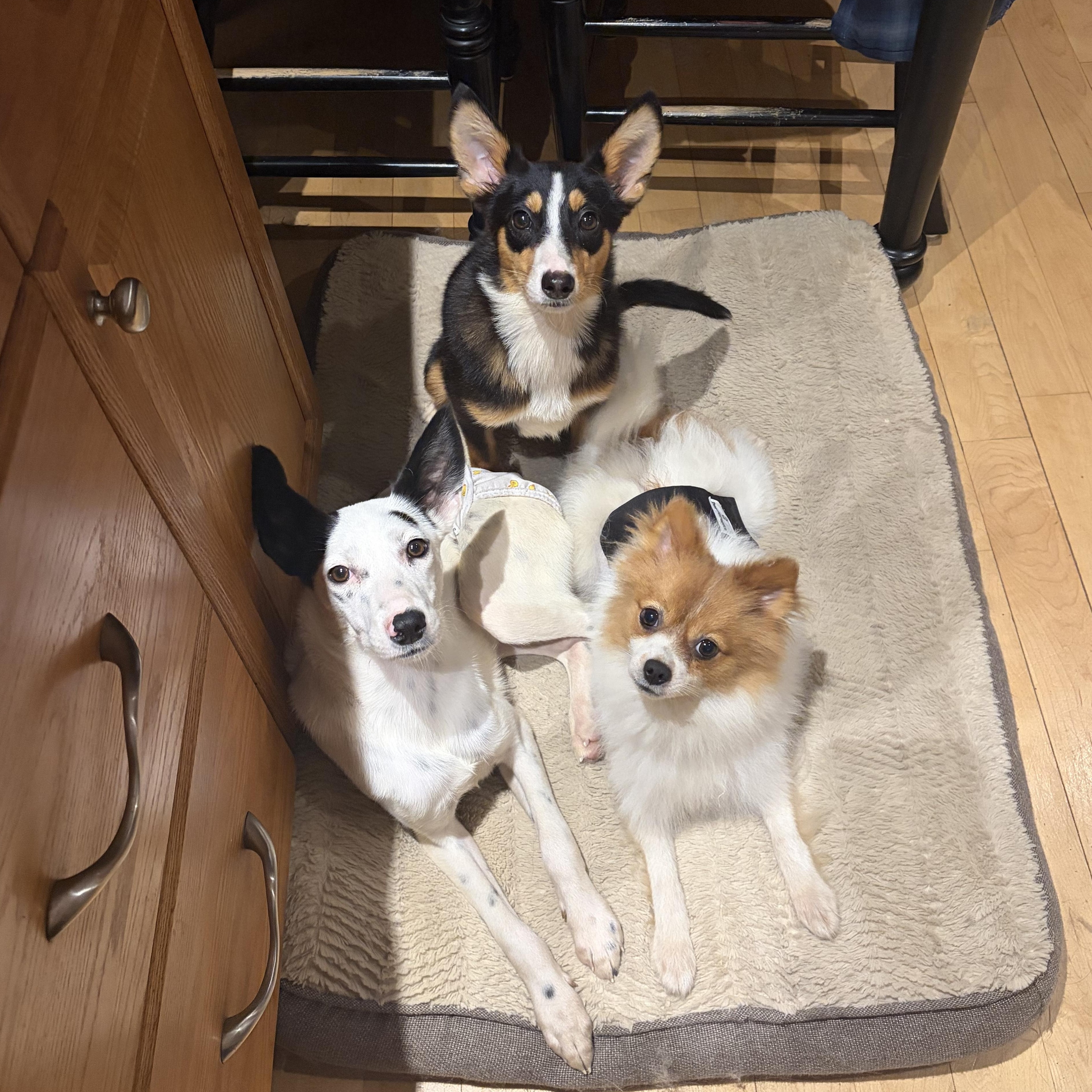 Enlarge Foxy, a Adopted mixed breed in Downers Grove, IL image 6/6