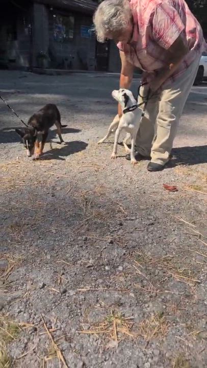 Enlarge Foxy, a Adopted mixed breed in Downers Grove, IL video 4/6