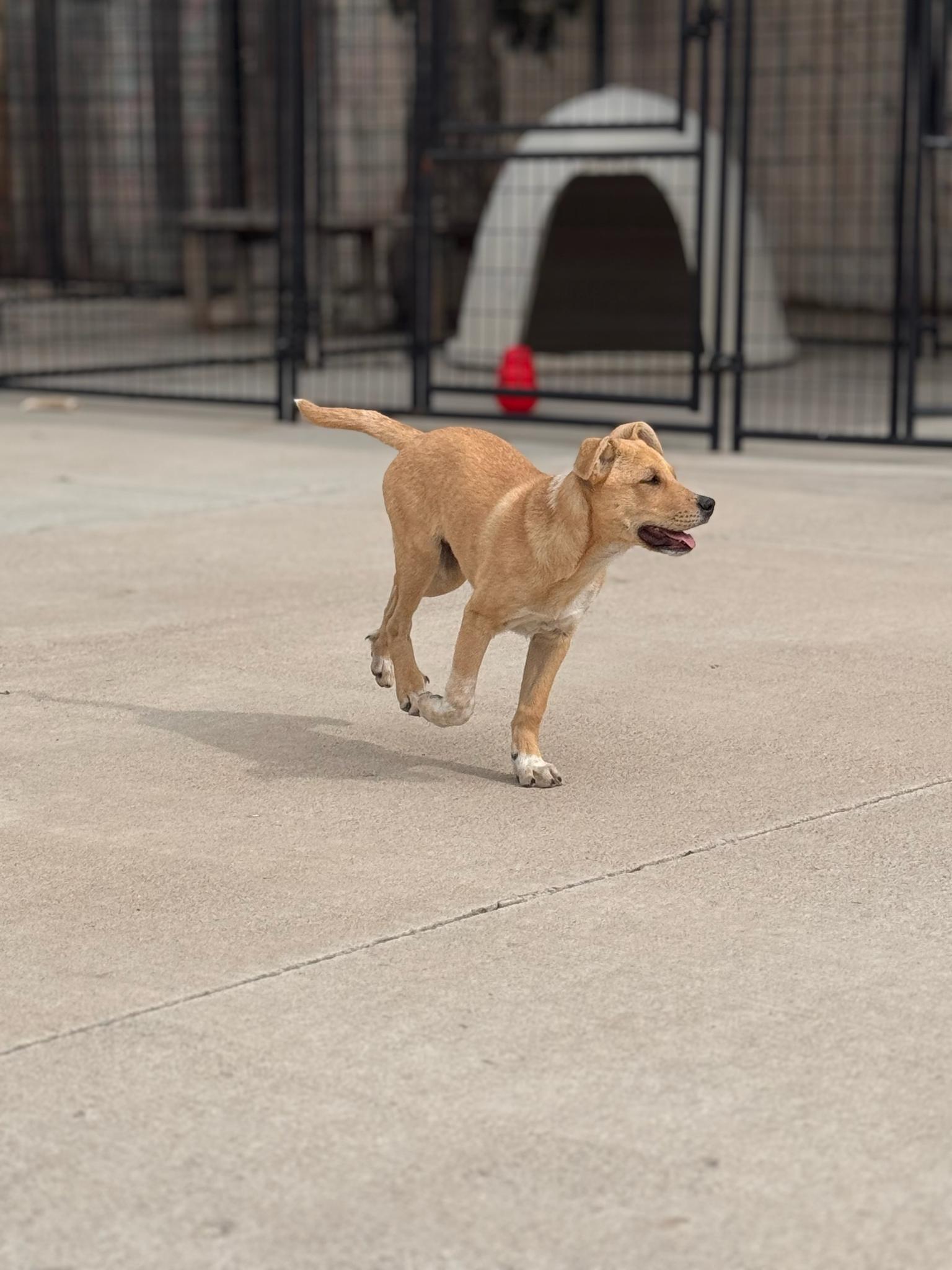 Cannoli, a ADOPTABLE mixed breed in Pueblo, CO image 2/2