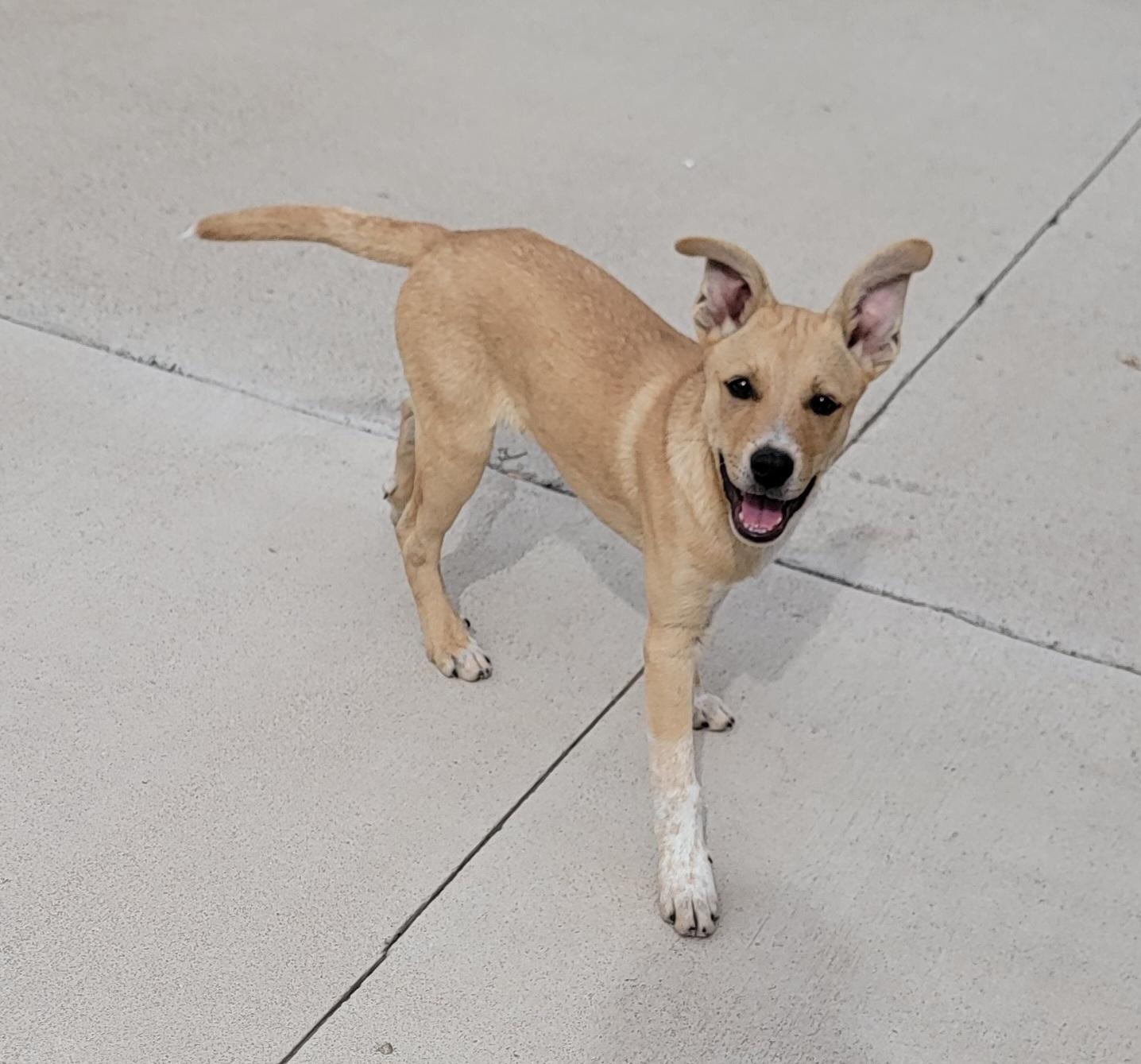 Cannoli, ADOPTABLE, Young Male Australian Cattle Dog / Blue Heeler.