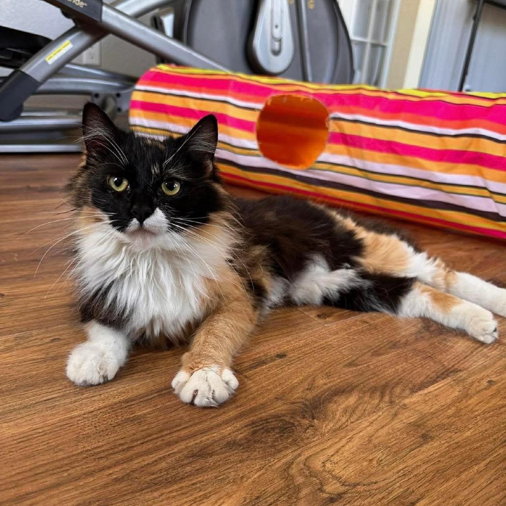 Jessicat, Adoptable, Adult Female Domestic Medium Hair.