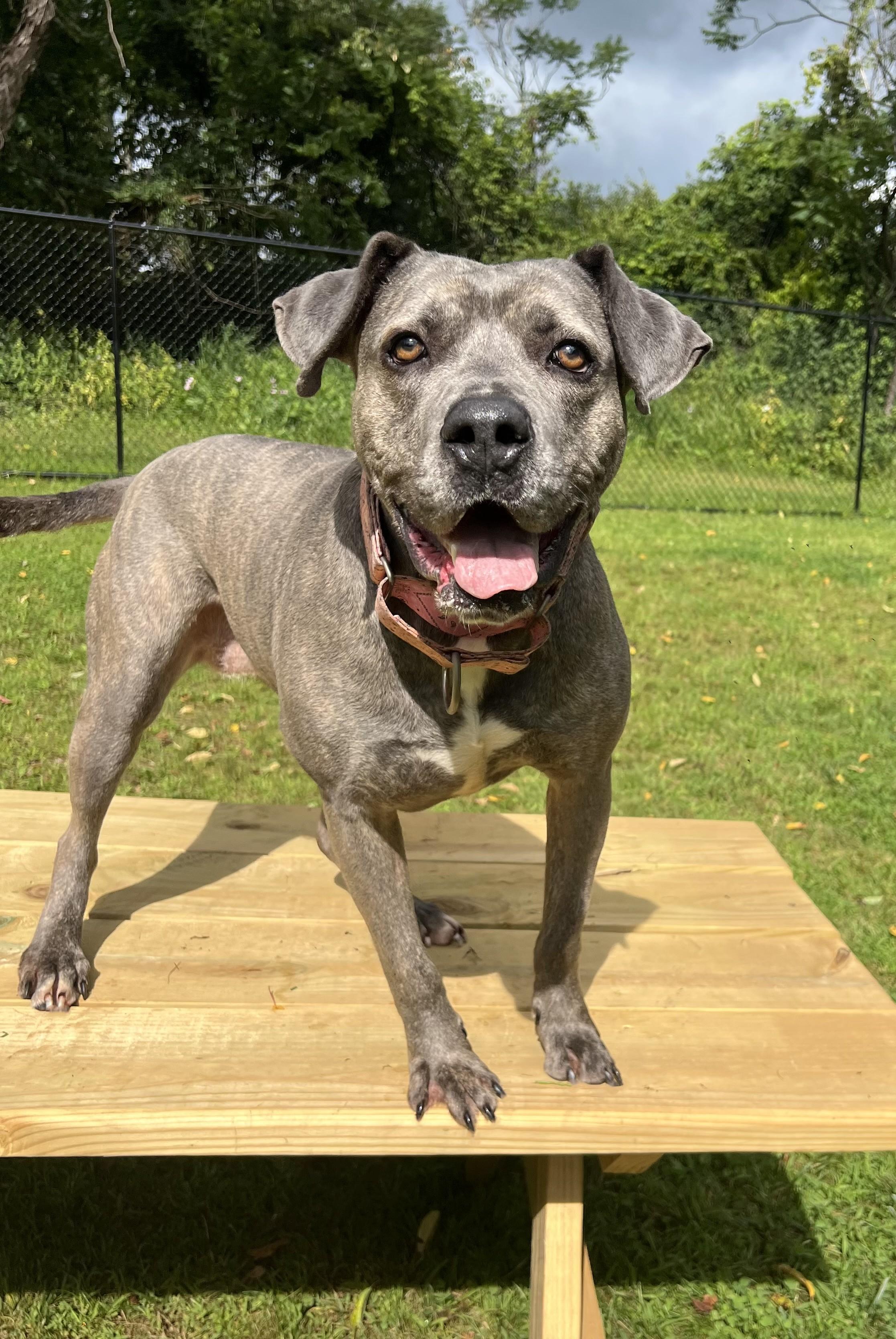 LILLY, Adoptable, Adult Female Labrador Retriever & Mastiff.