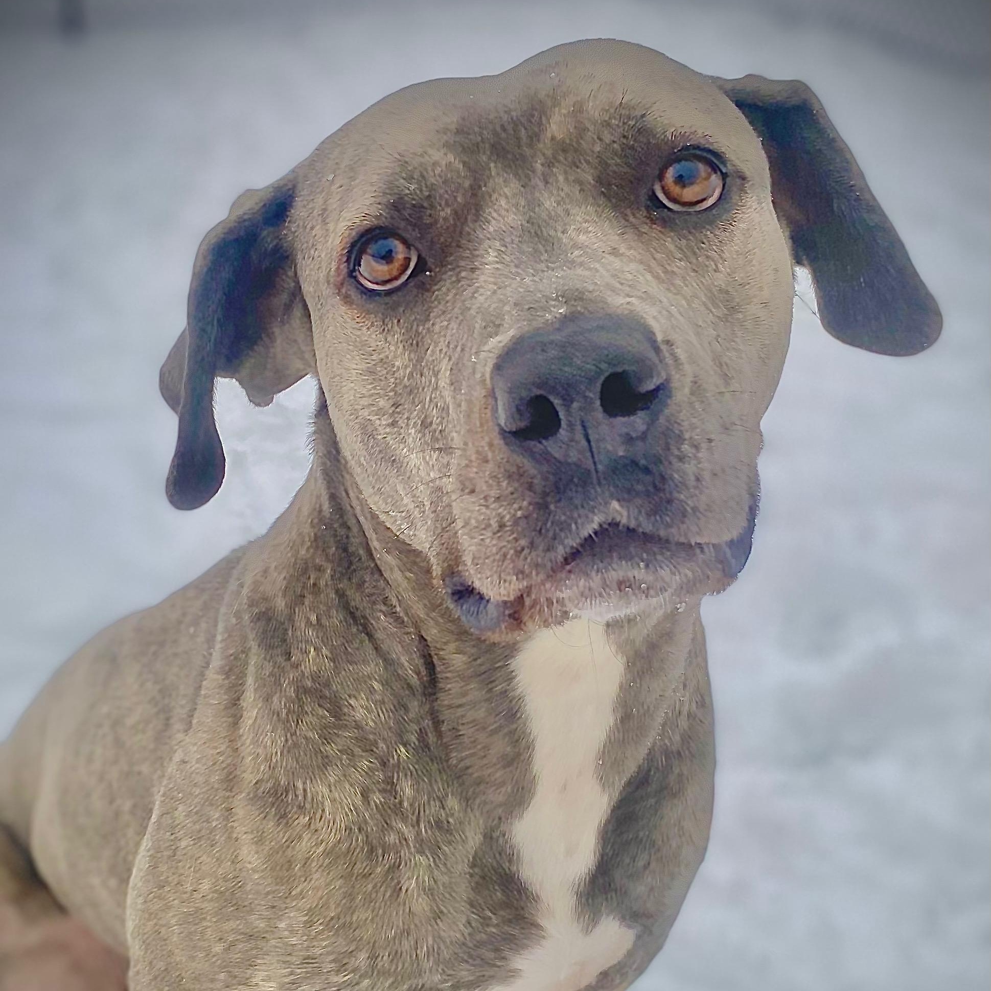 LILLY, Adult Female Labrador Retriever