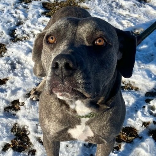 LILLY, a Adoptable mixed breed in Belmont, NY image 3/5