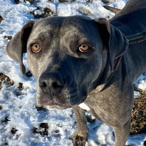 LILLY, a Adoptable mixed breed in Belmont, NY image 4/5