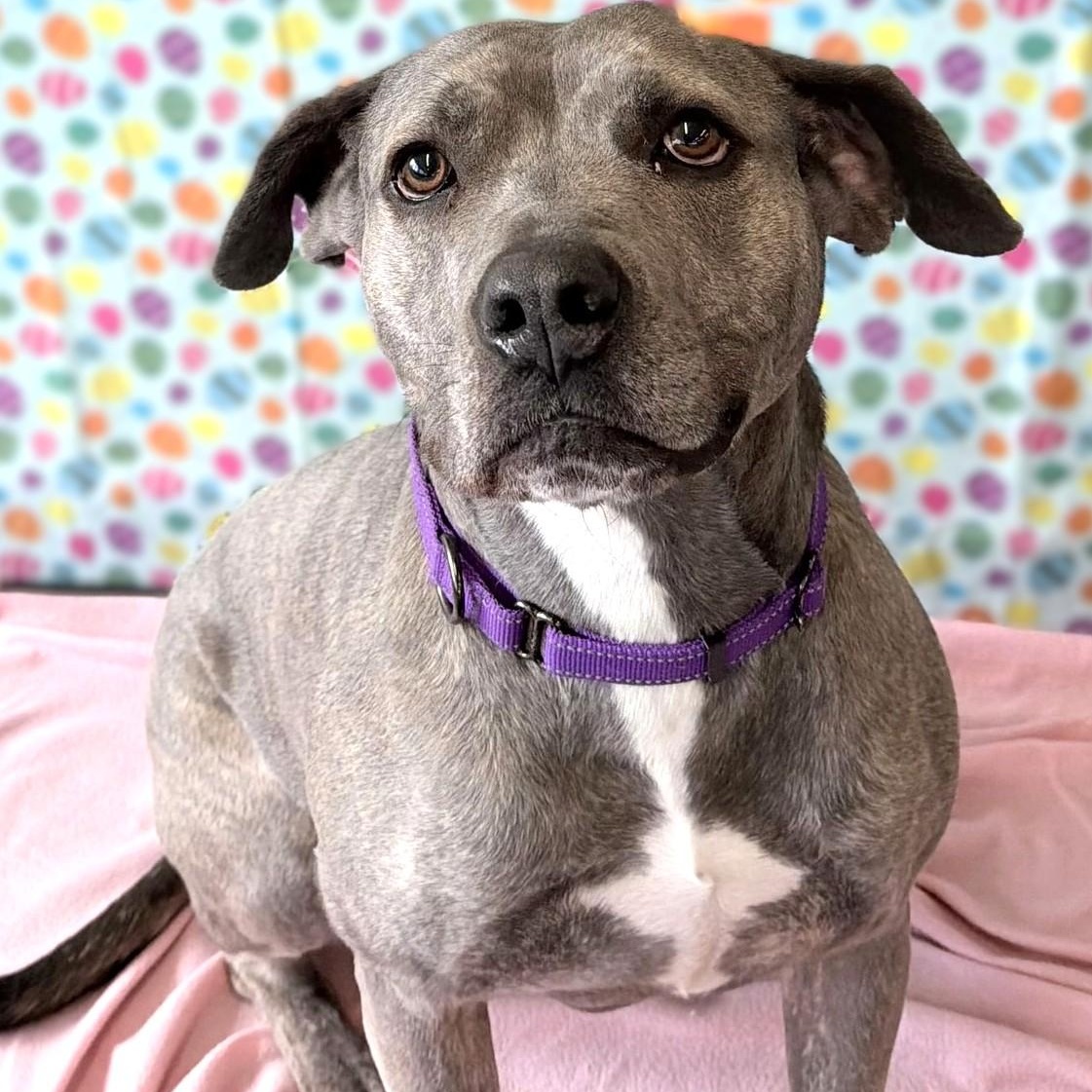 Enlarge LILLY, a Adoptable mixed breed in Belmont, NY image 1/6