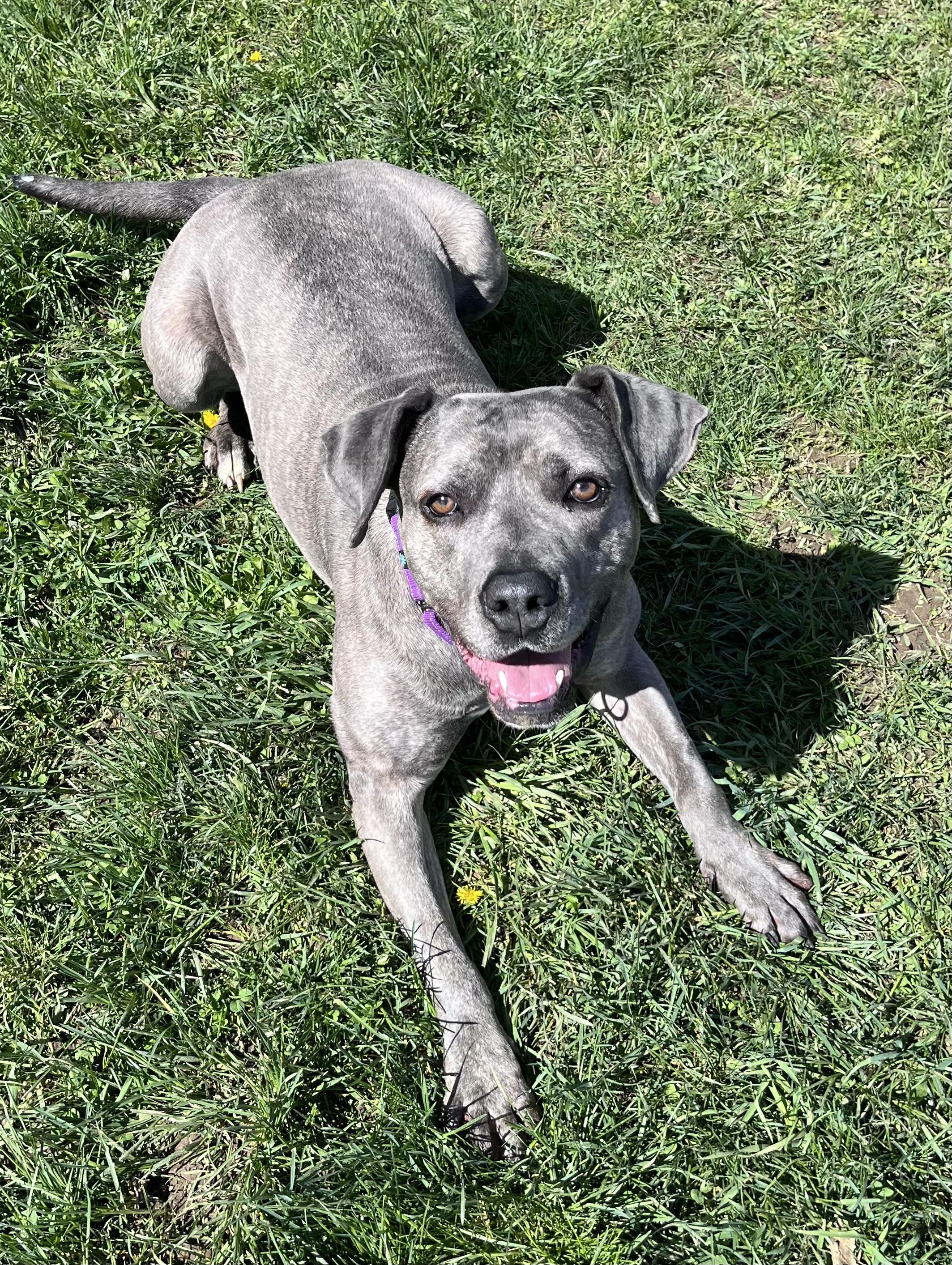 Enlarge LILLY, a Adoptable mixed breed in Belmont, NY image 3/6