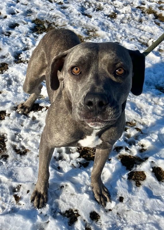 LILLY, a Adoptable mixed breed in Belmont, NY image 5/5