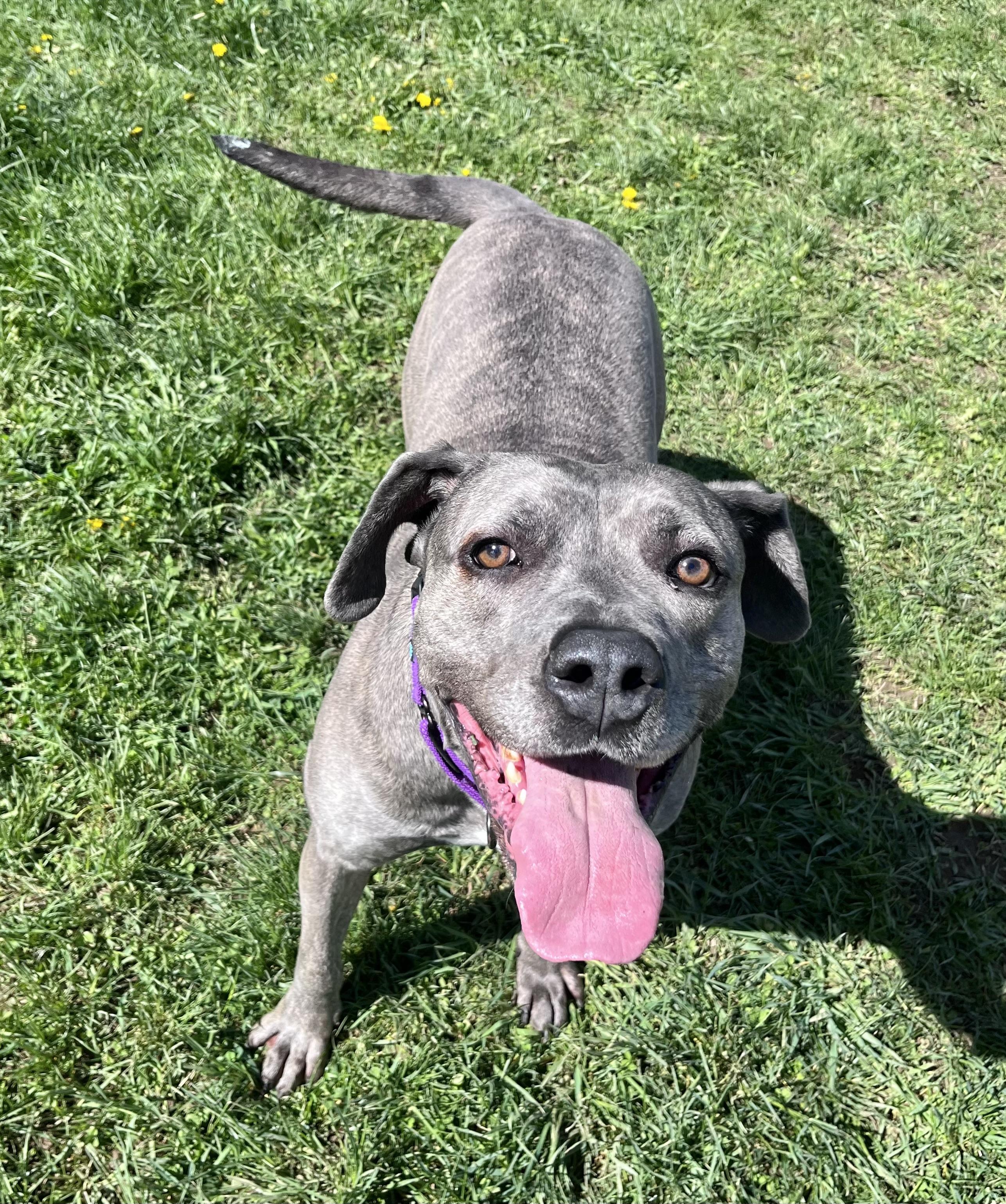 Enlarge LILLY, a Adoptable mixed breed in Belmont, NY image 2/6
