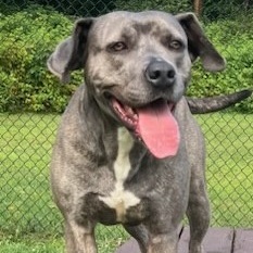 LILLY, a Adoptable mixed breed in Belmont, NY image 2/5