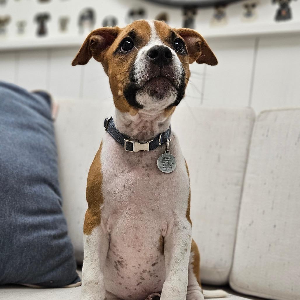 Enlarge Hams, a Adopted mixed breed in Chesapeake, VA image 5/5