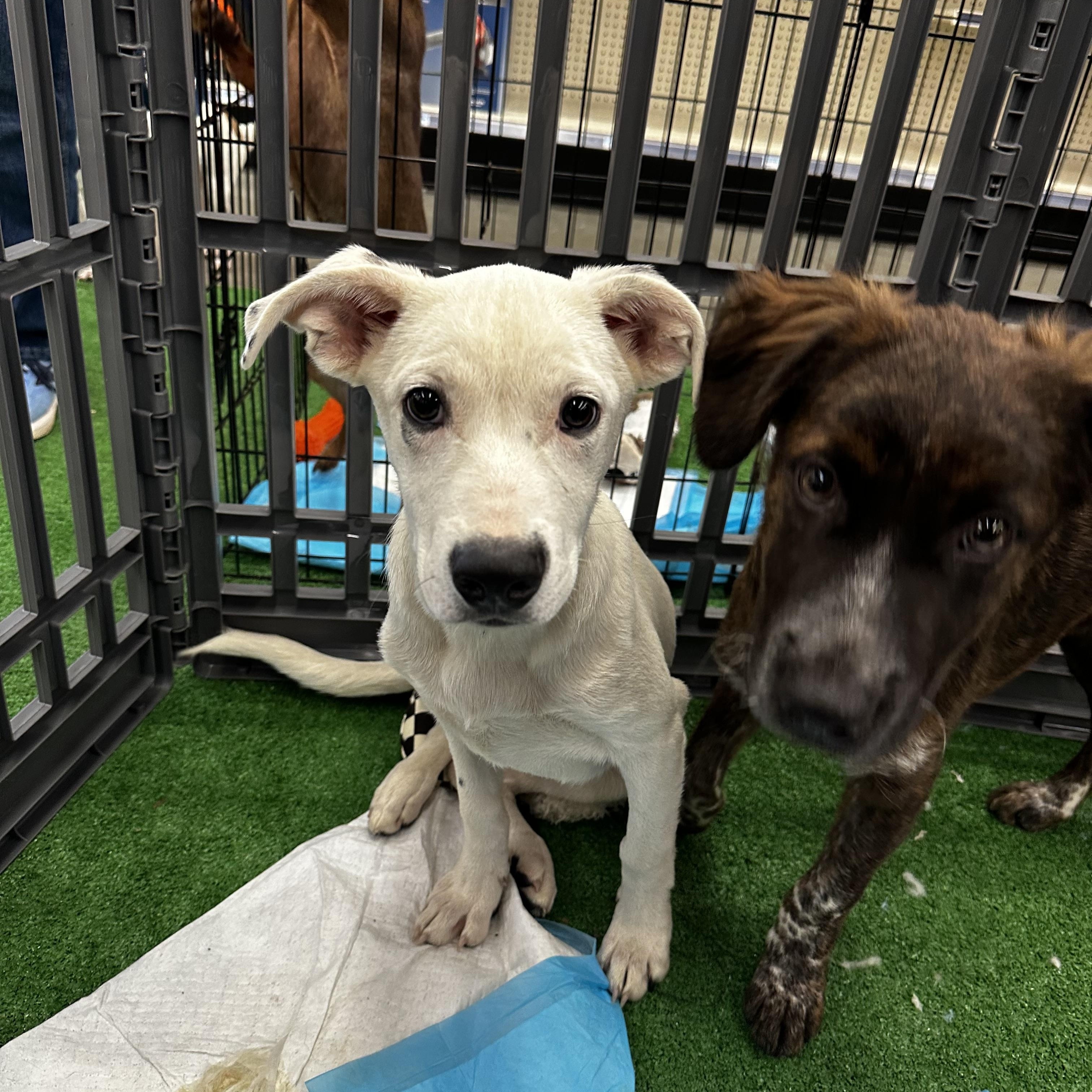 Enlarge Bluey, a ADOPTABLE Mixed Breed in Hughesville, MD image 3/5