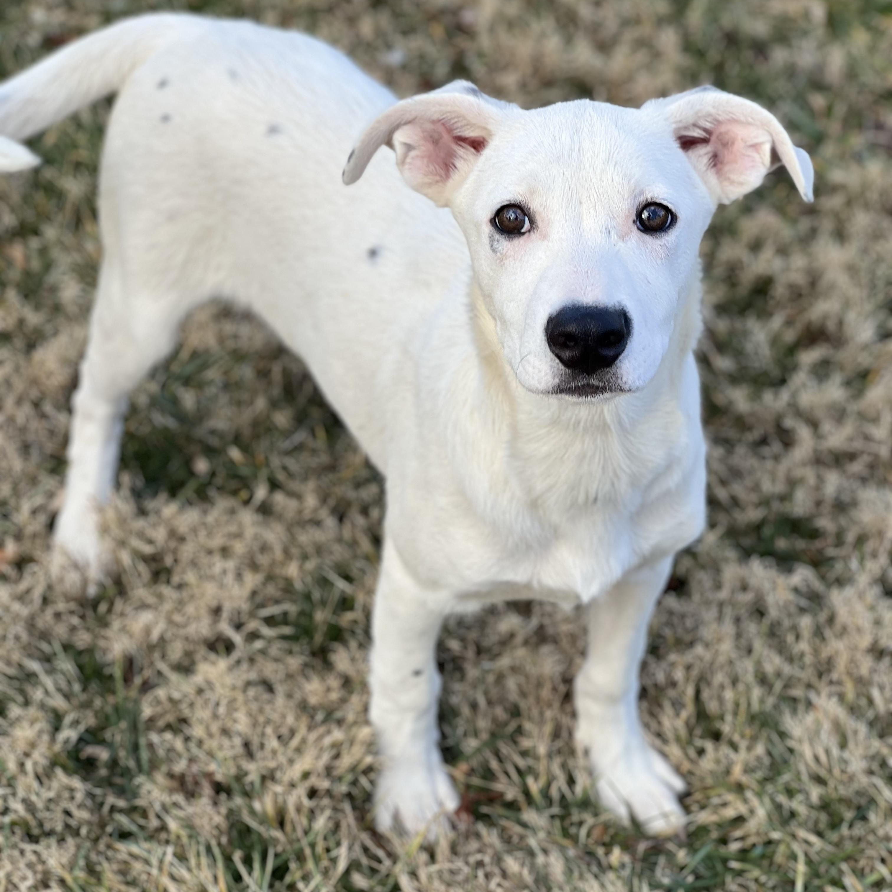 Enlarge Bluey, a ADOPTABLE Mixed Breed in Hughesville, MD image 1/5