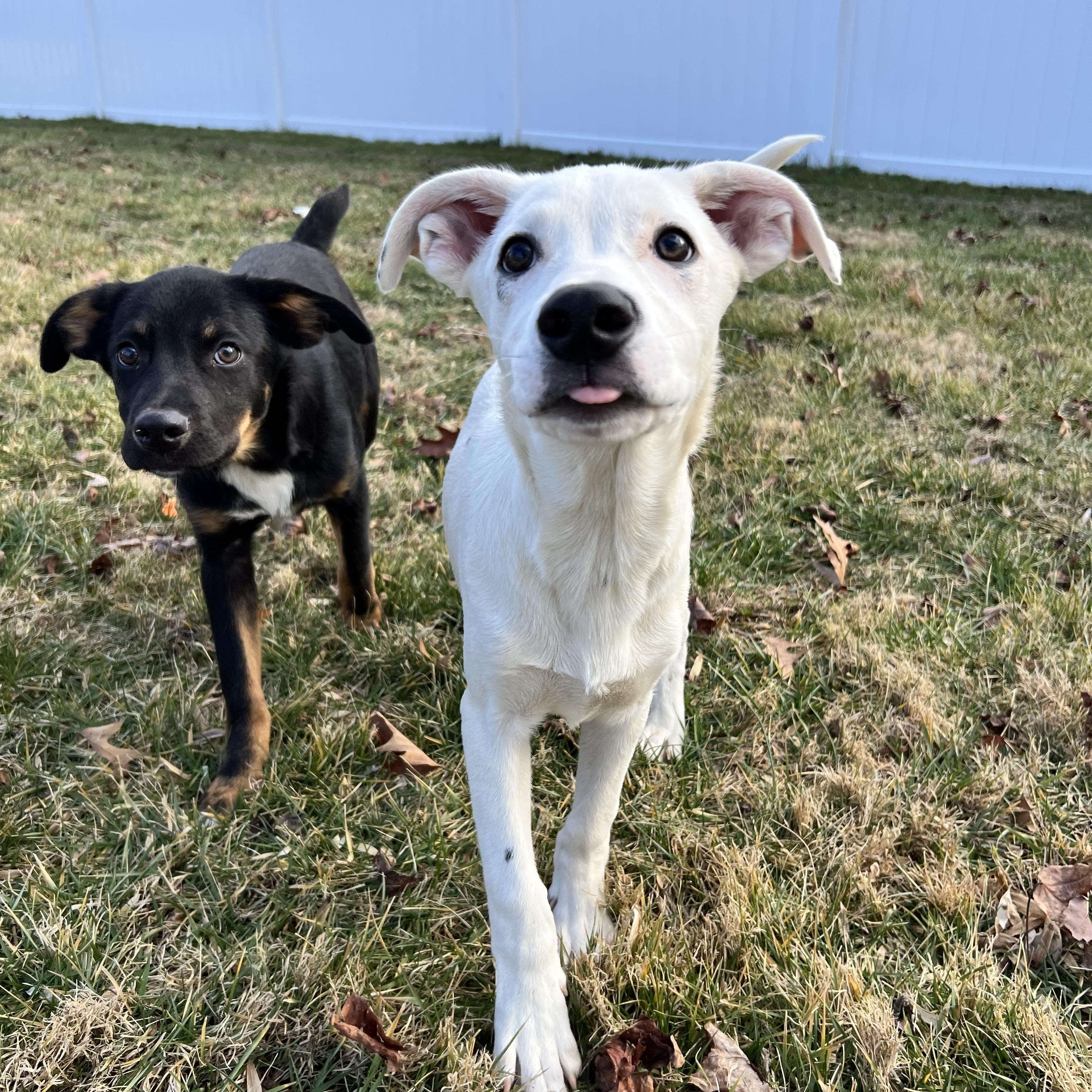 Enlarge Bluey, a ADOPTABLE Mixed Breed in Hughesville, MD image 2/5