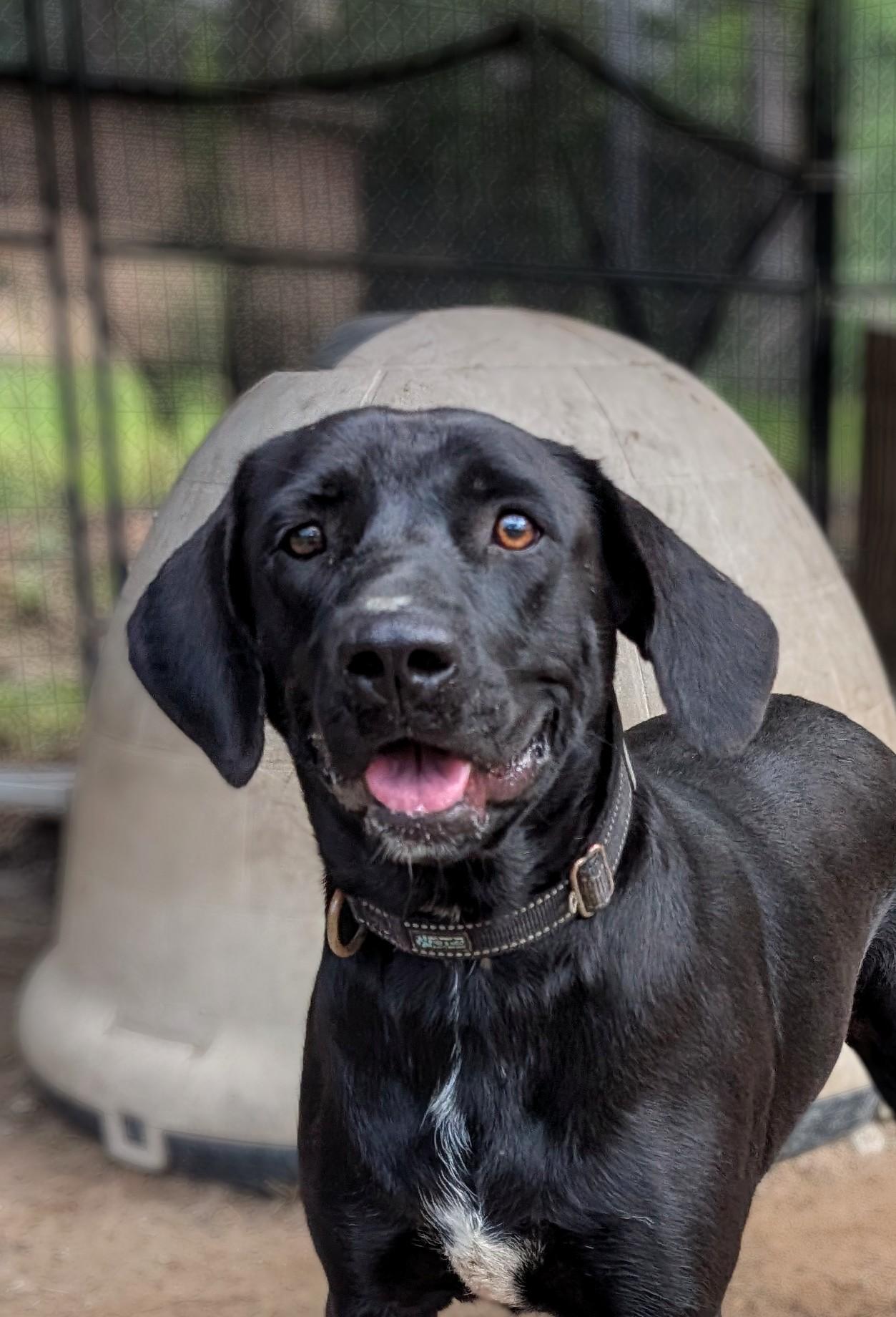 Enlarge Angie, a Adoptable mixed breed in Coldspring, TX image 1/4