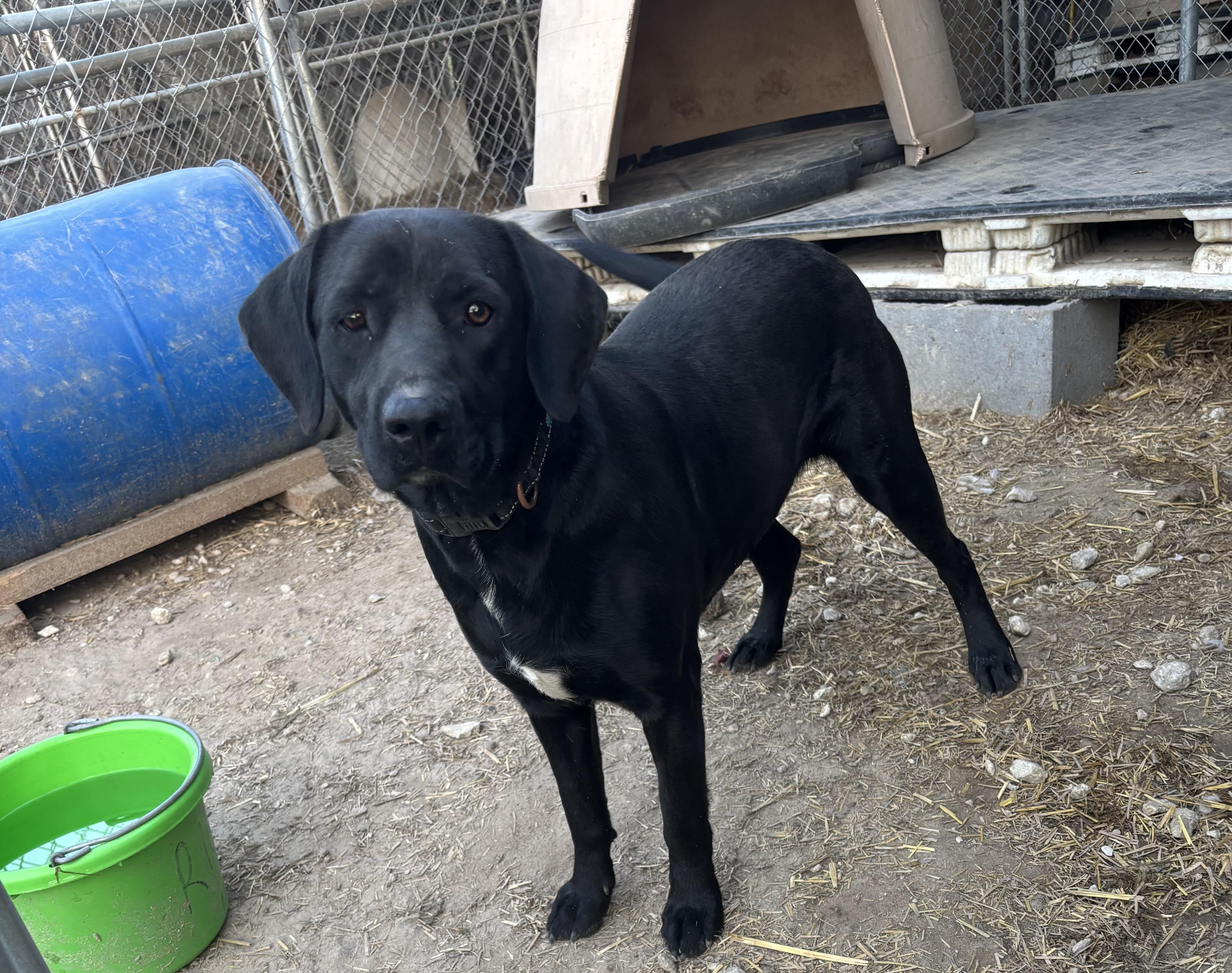 Enlarge Angie, a Adoptable mixed breed in Coldspring, TX image 2/4