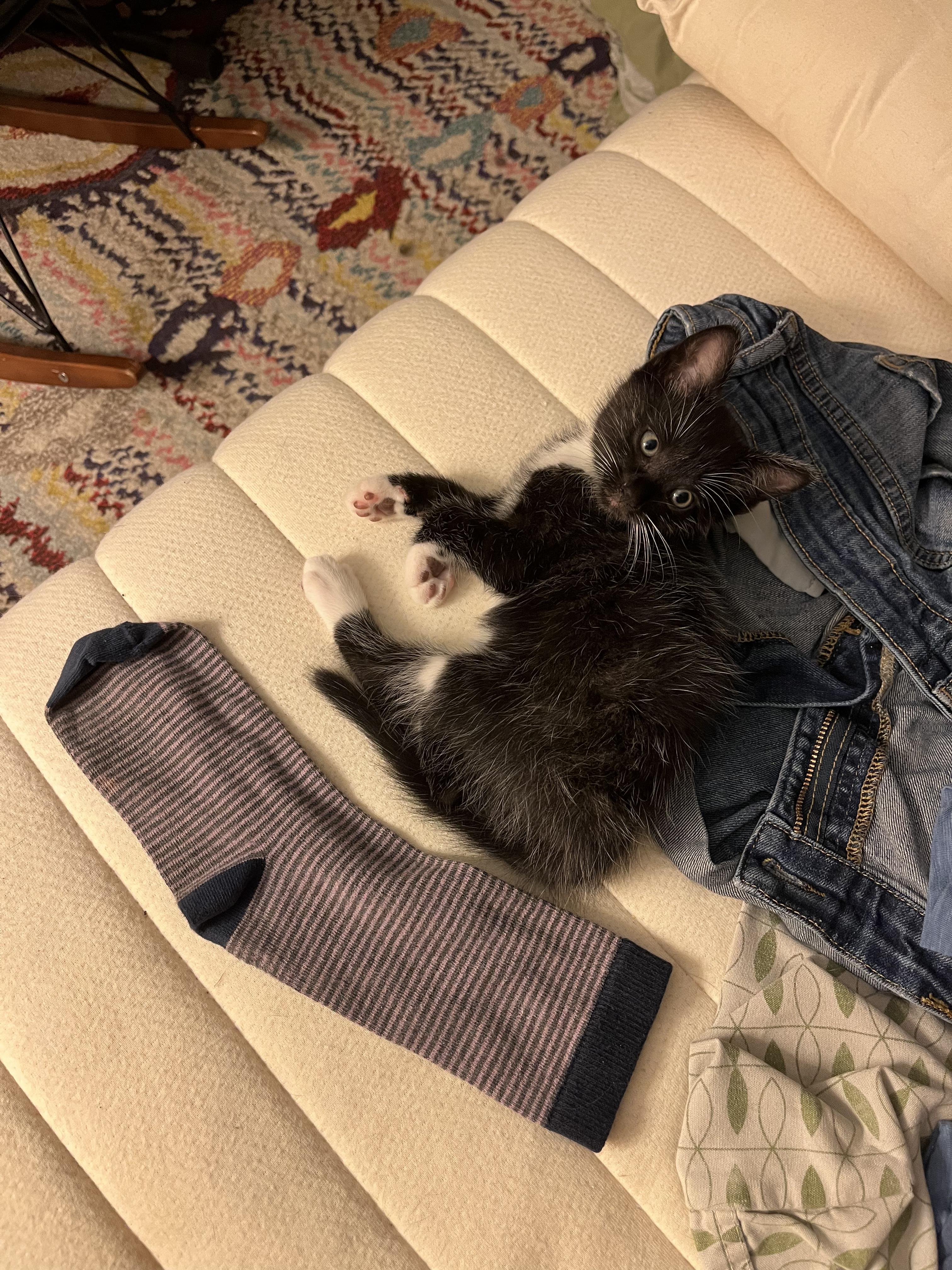 Enlarge Gorgonzola + Marscapone, a Adoptable Domestic Short Hair in Brooklyn, NY image 2/6