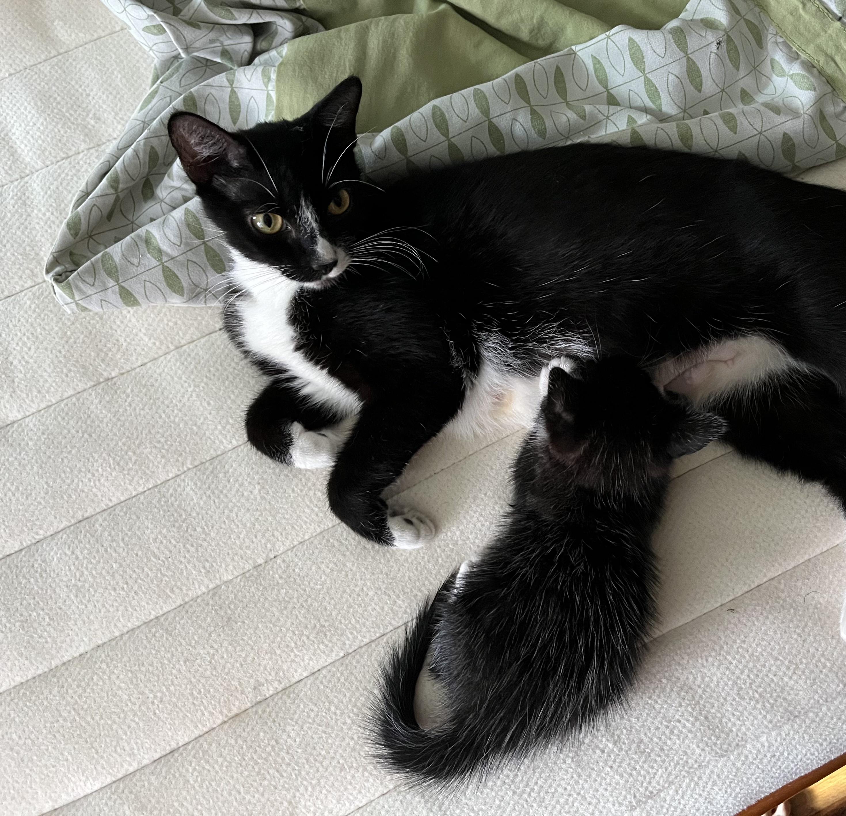 Enlarge Gorgonzola + Marscapone, a Adoptable Domestic Short Hair in Brooklyn, NY image 3/6