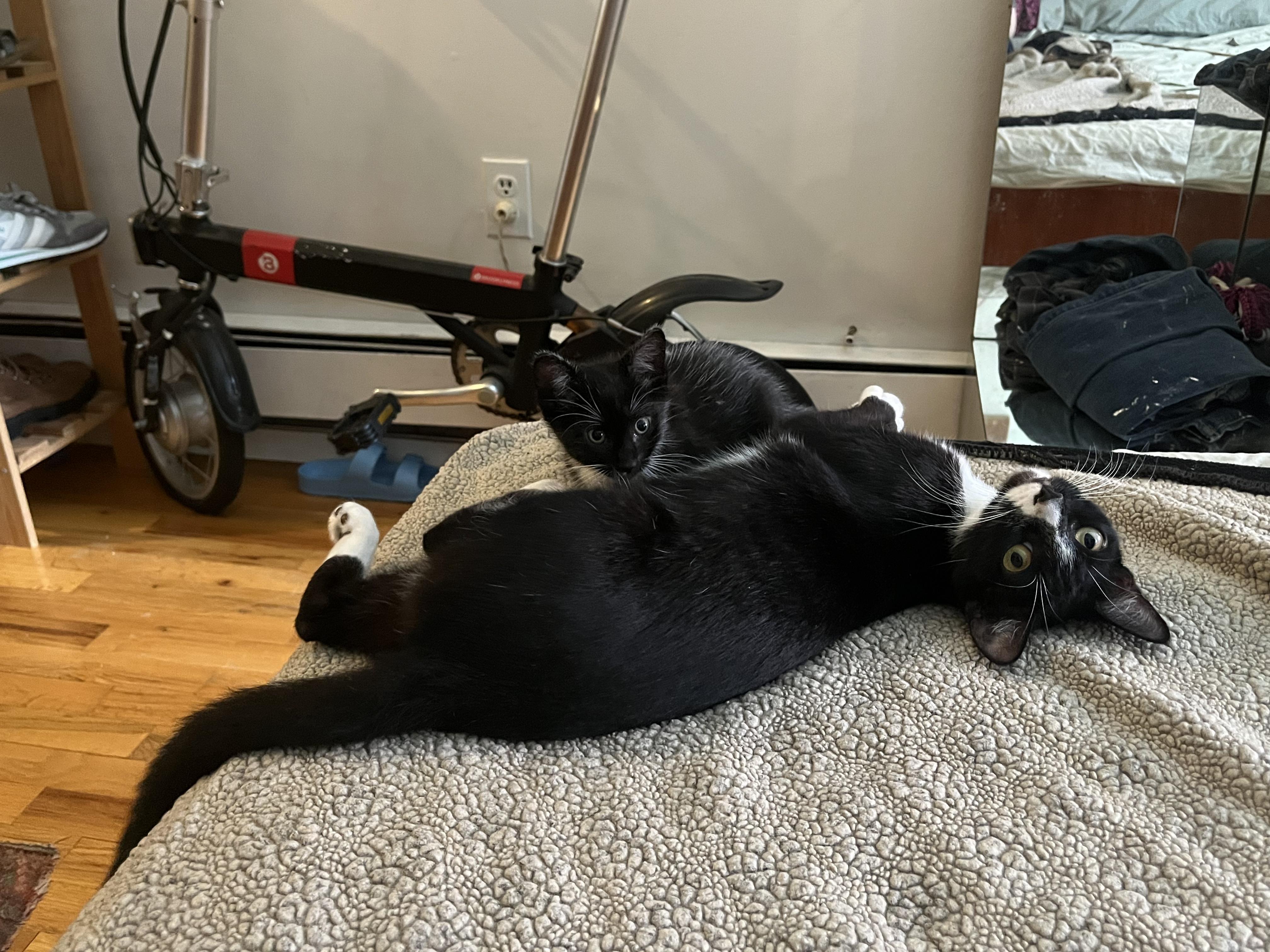 Enlarge Gorgonzola + Marscapone, a Adoptable Domestic Short Hair in Brooklyn, NY image 4/6