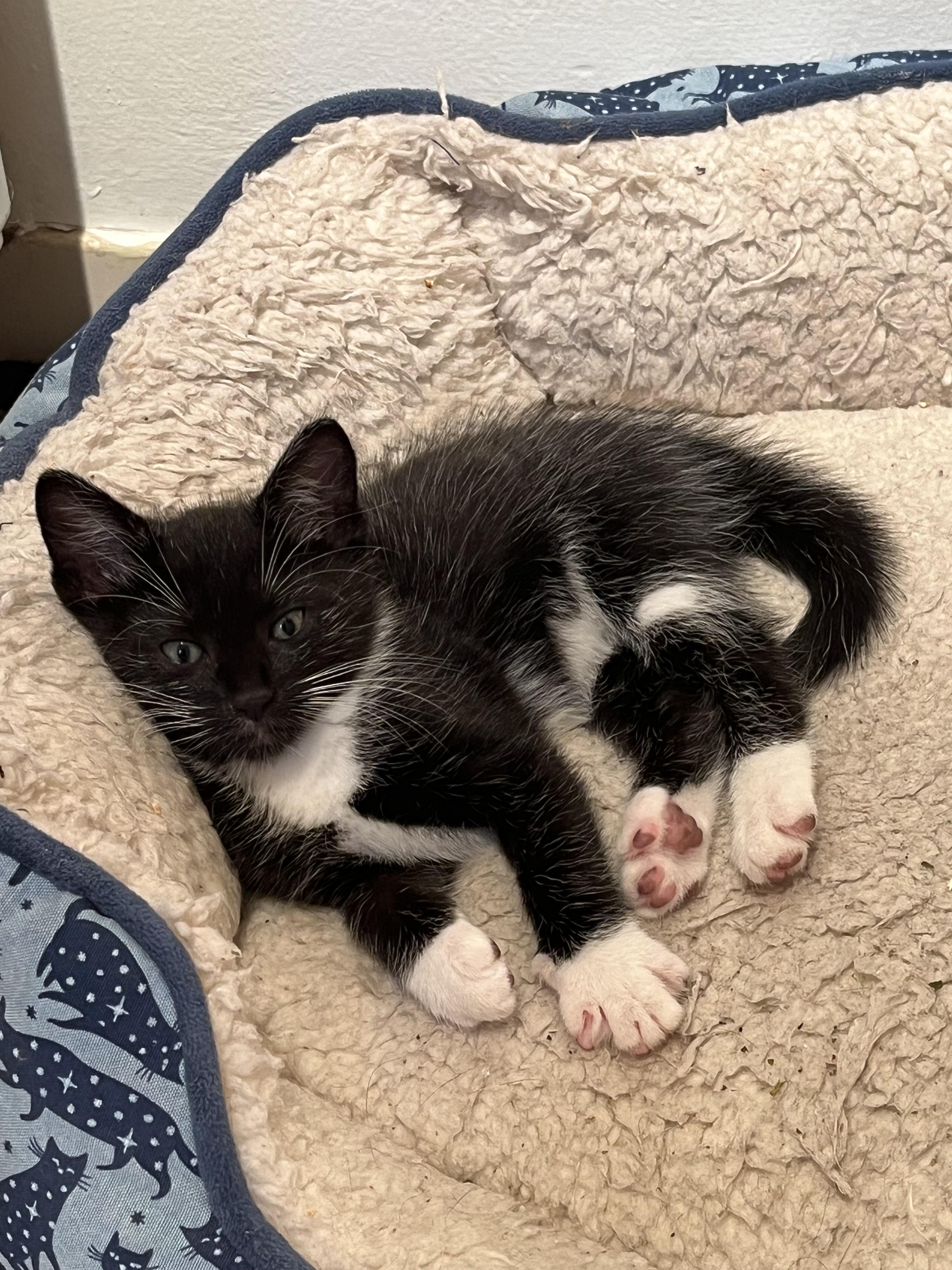 Enlarge Gorgonzola + Marscapone, a Adoptable Domestic Short Hair in Brooklyn, NY image 5/6