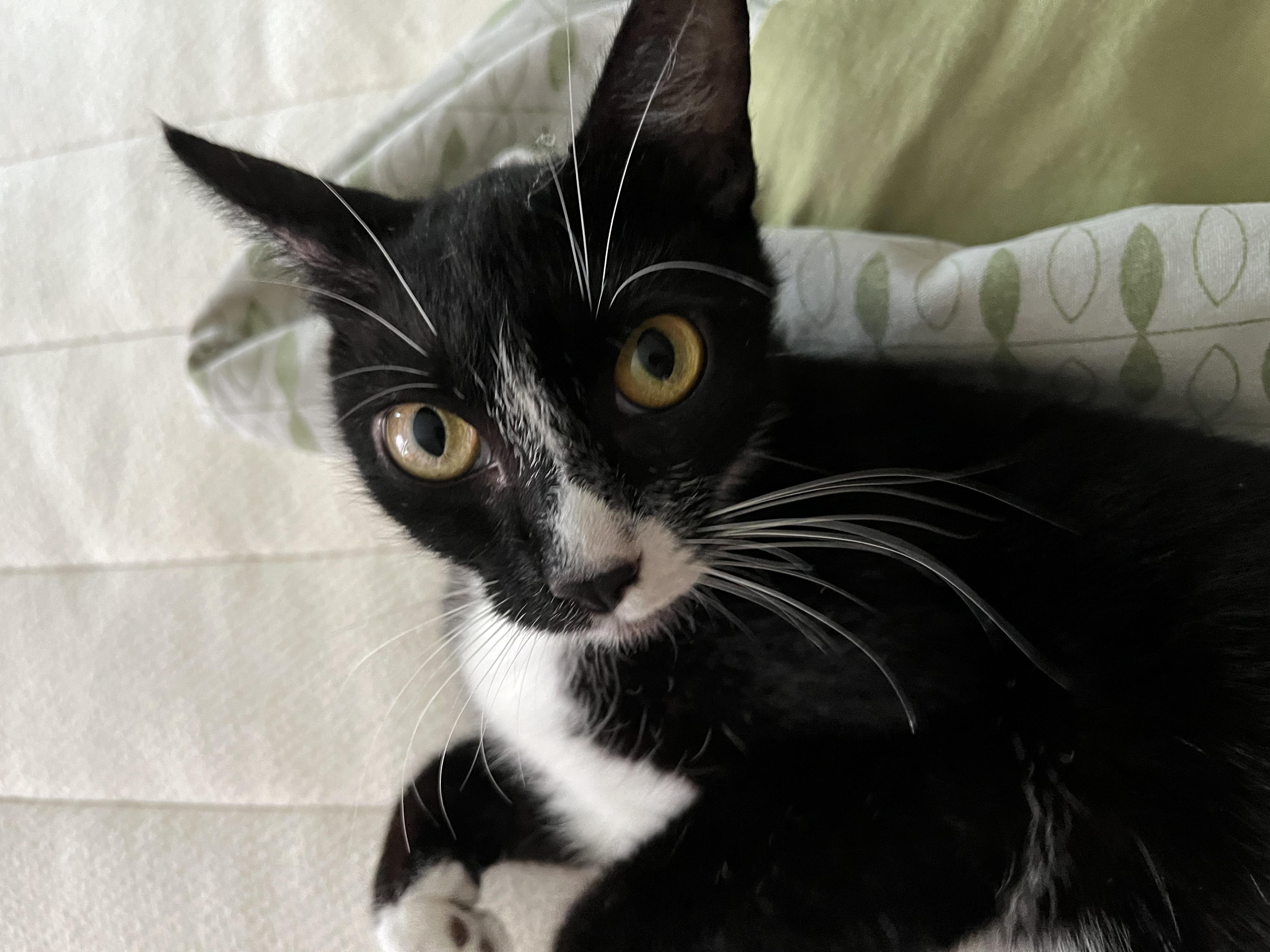 Enlarge Gorgonzola + Marscapone, a Adoptable Domestic Short Hair in Brooklyn, NY image 6/6