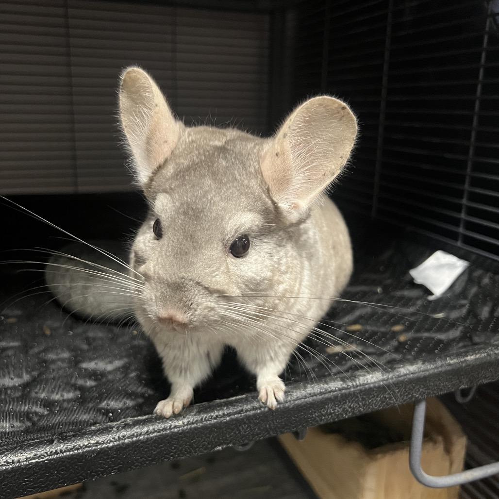 Star, Adoptable, Adult Female Chinchilla.