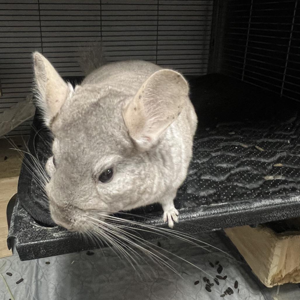 Enlarge Star, a Adoptable Chinchilla in Port Richey, FL image 2/6