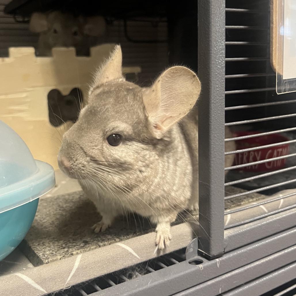 Enlarge Star, a Adoptable Chinchilla in Port Richey, FL image 3/6