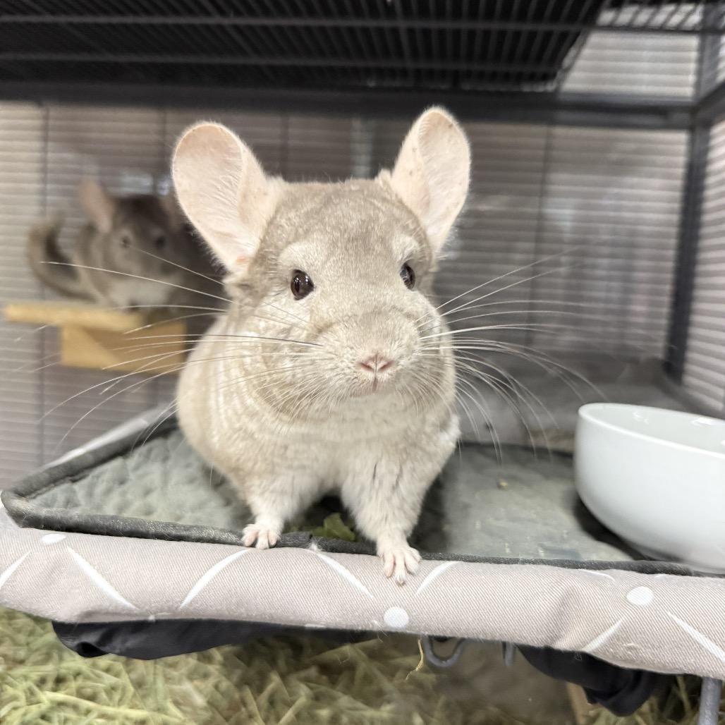 Enlarge Star, a Adoptable Chinchilla in Port Richey, FL image 4/6