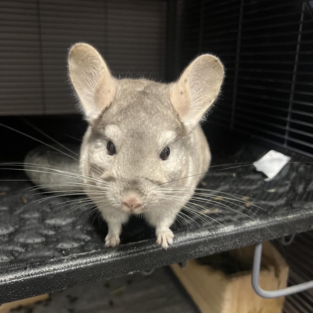 Enlarge Star, a Adoptable Chinchilla in Port Richey, FL image 5/6