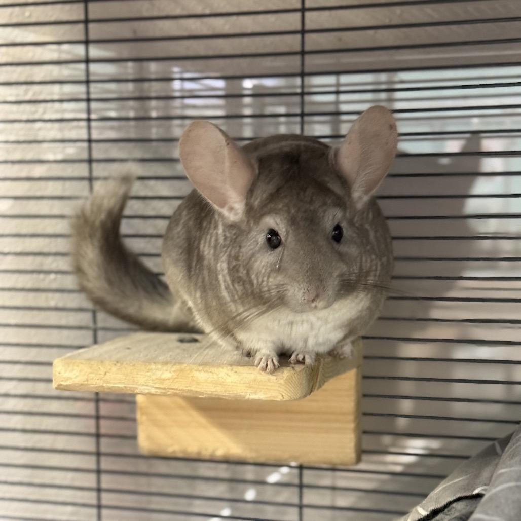 Enlarge Star, a Adoptable Chinchilla in Port Richey, FL image 6/6