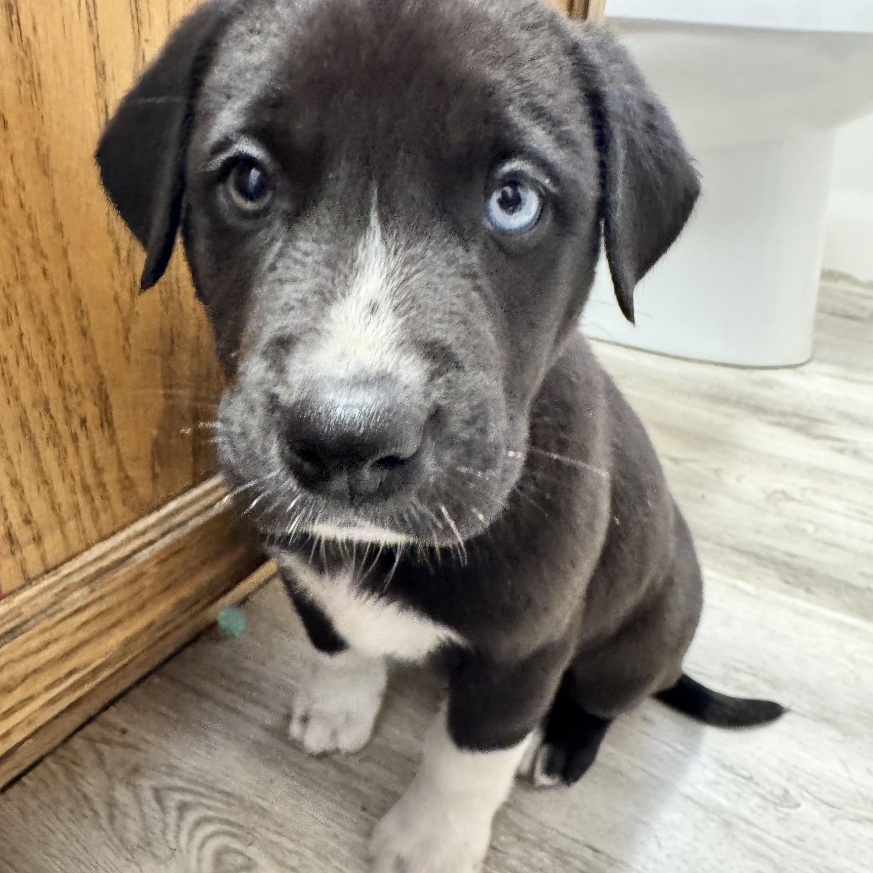 Boots, a ADOPTABLE mixed breed in Van Nuys, CA image 2/7