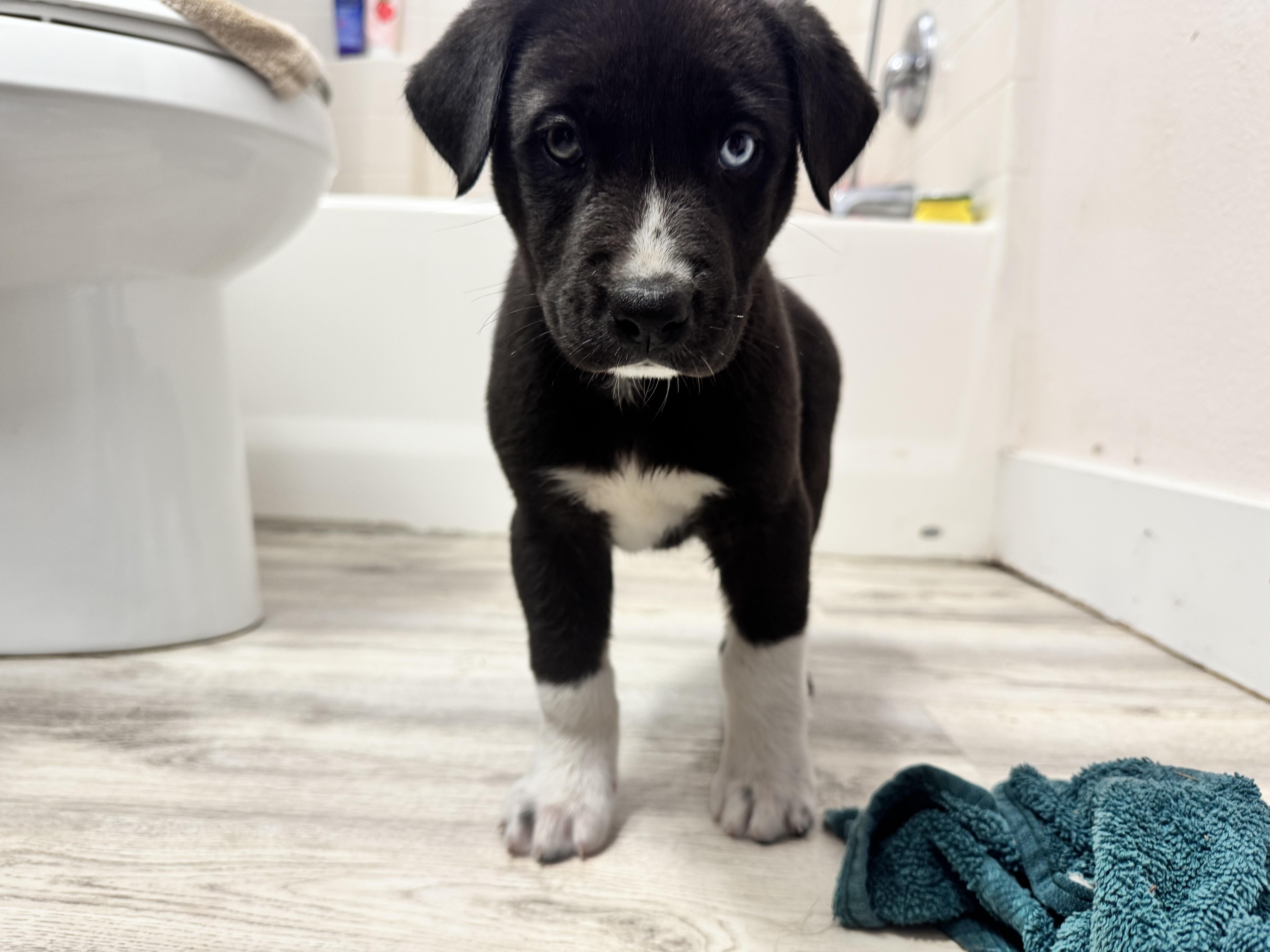 Enlarge Boots, a ADOPTABLE mixed breed in Van Nuys, CA image 7/7