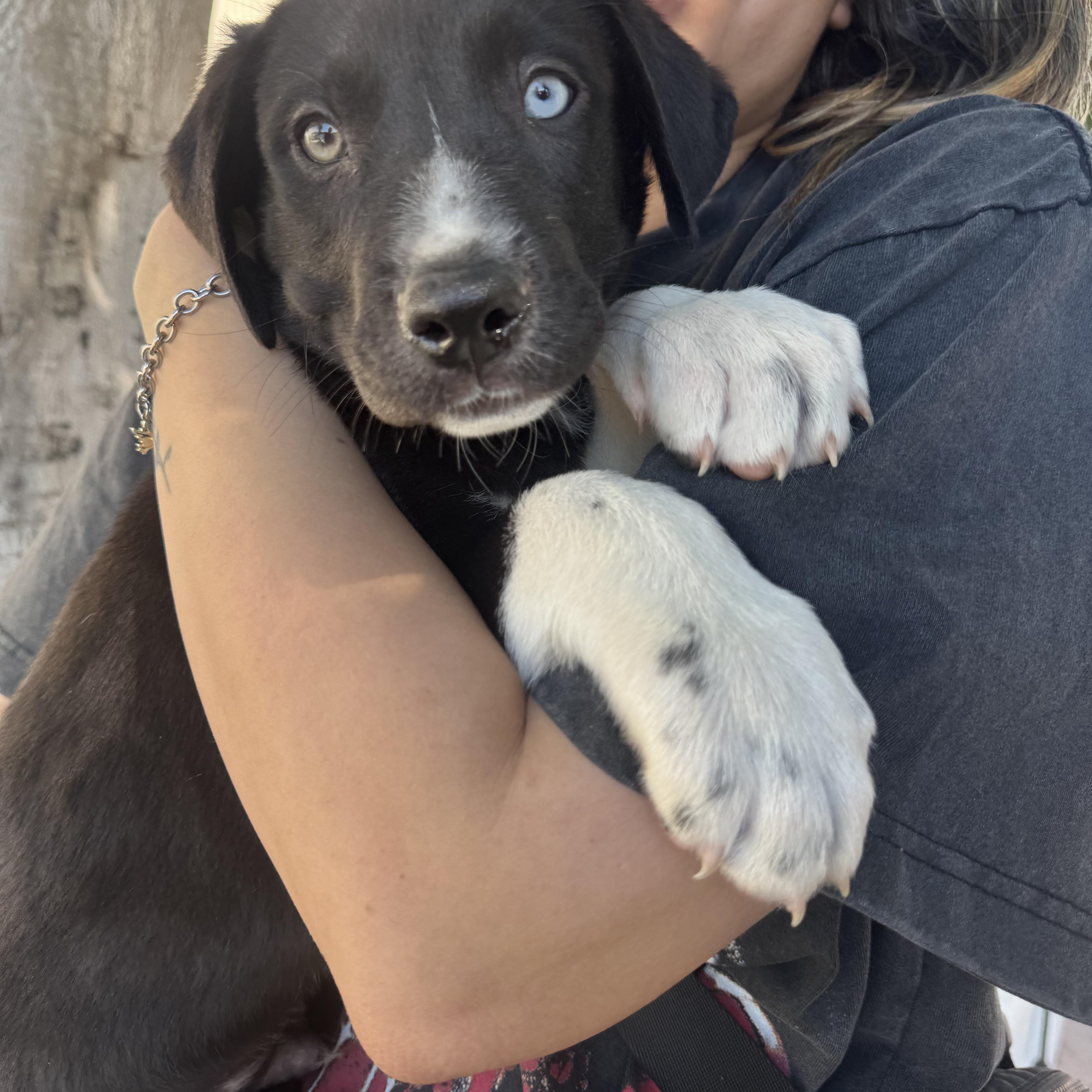 Boots, a ADOPTABLE mixed breed in Van Nuys, CA image 6/7